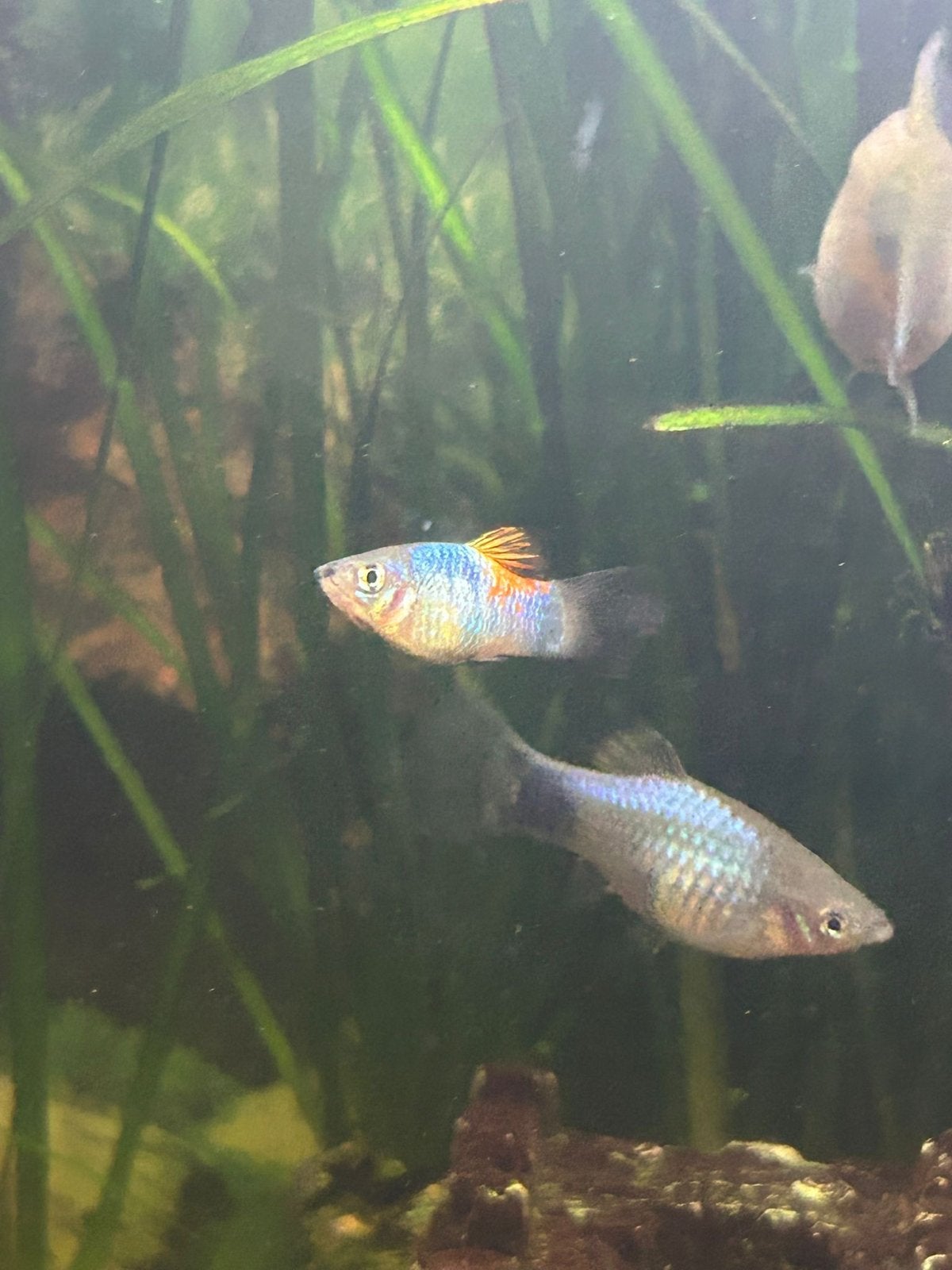 Meerdere jonge en een volwassen Platy, Vis, Zoetwatervis