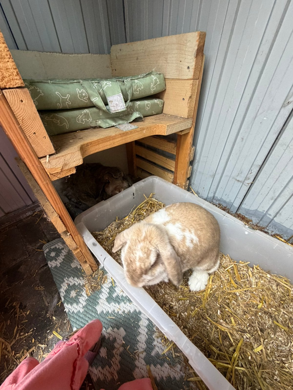 2 konijnen (koppel), Meerdere dieren, Groot, Hangoor