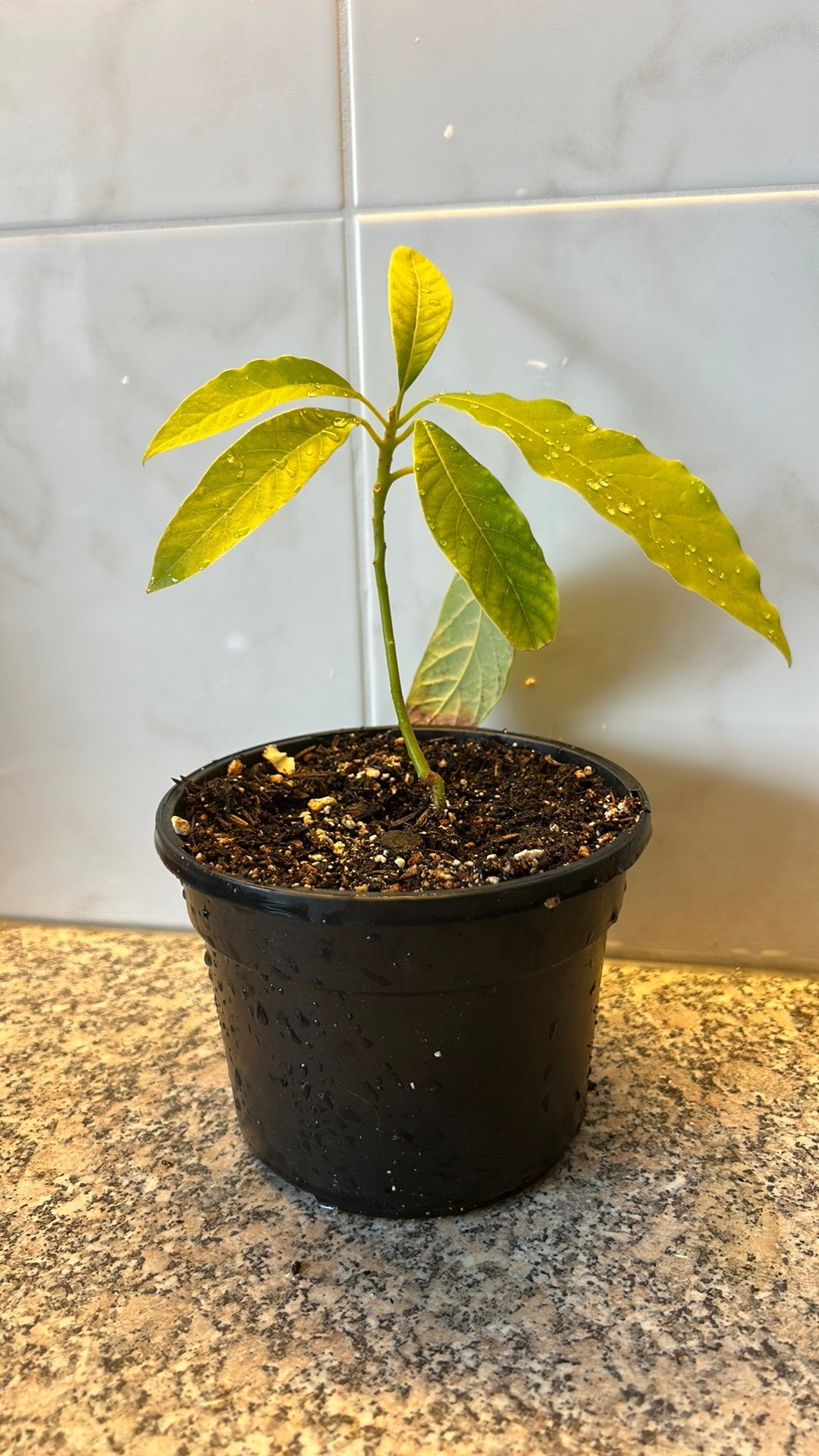 Avocadoplant, Ophalen