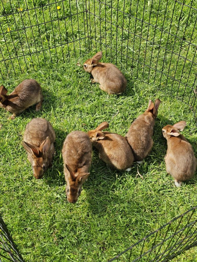 Mooie Belgische hazen te koop., Dieren en Toebehoren, Konijnen, Meerdere dieren, Groot