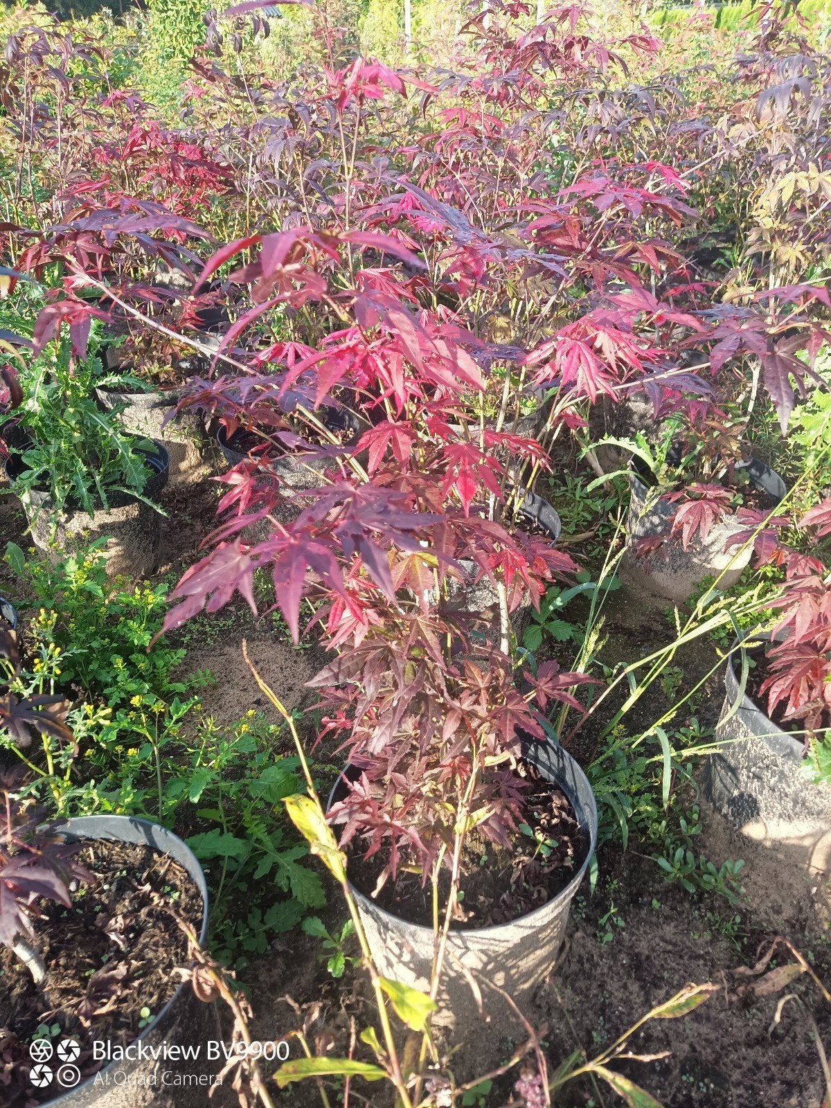 Japanse esdoorn acer palmatum struik / boom  +-80cm, In pot, Bloeit niet, Halfschaduw, Minder dan 100 cm