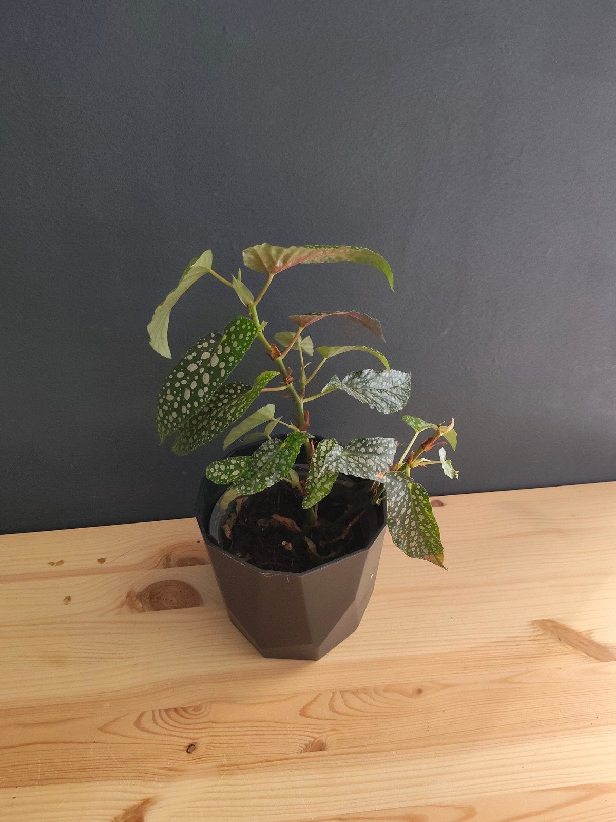 Begonia Tamaya, Huis en Inrichting, Kamerplanten, Ophalen, Halfschaduw, Minder dan 100 cm