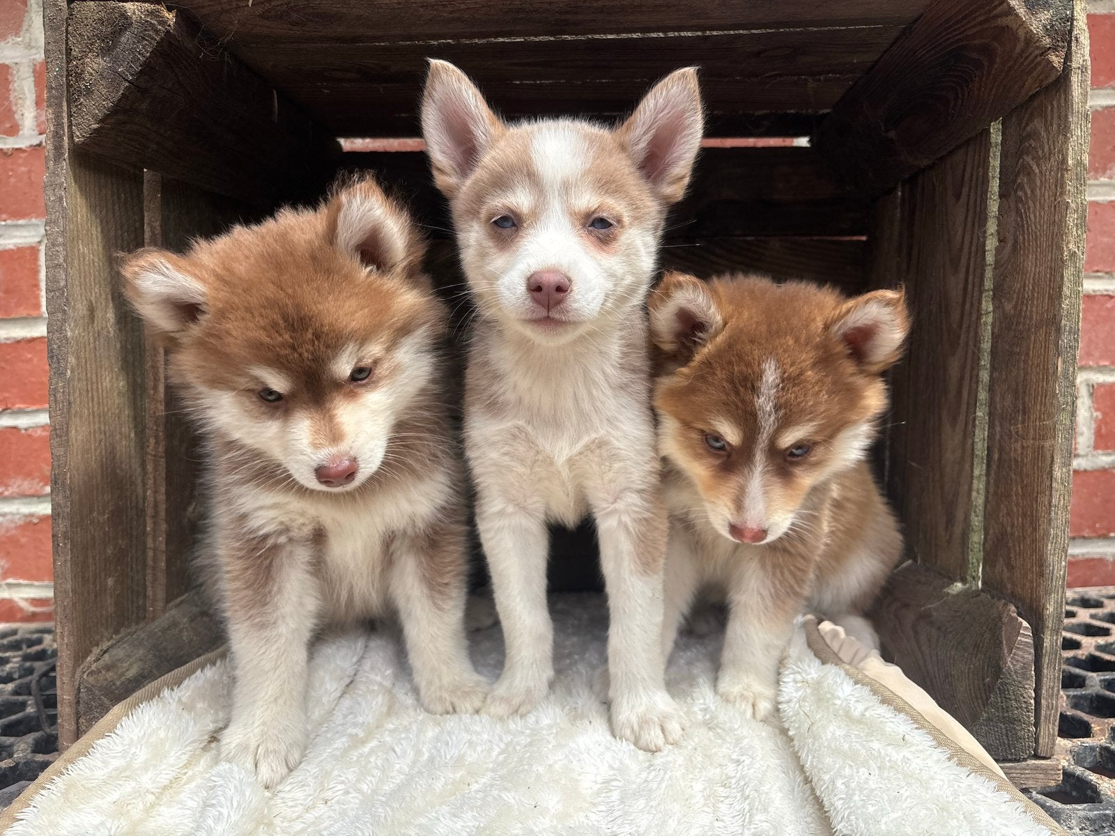 Pomsky Puppies, België, Particulier, 8 tot 15 weken, Meerdere