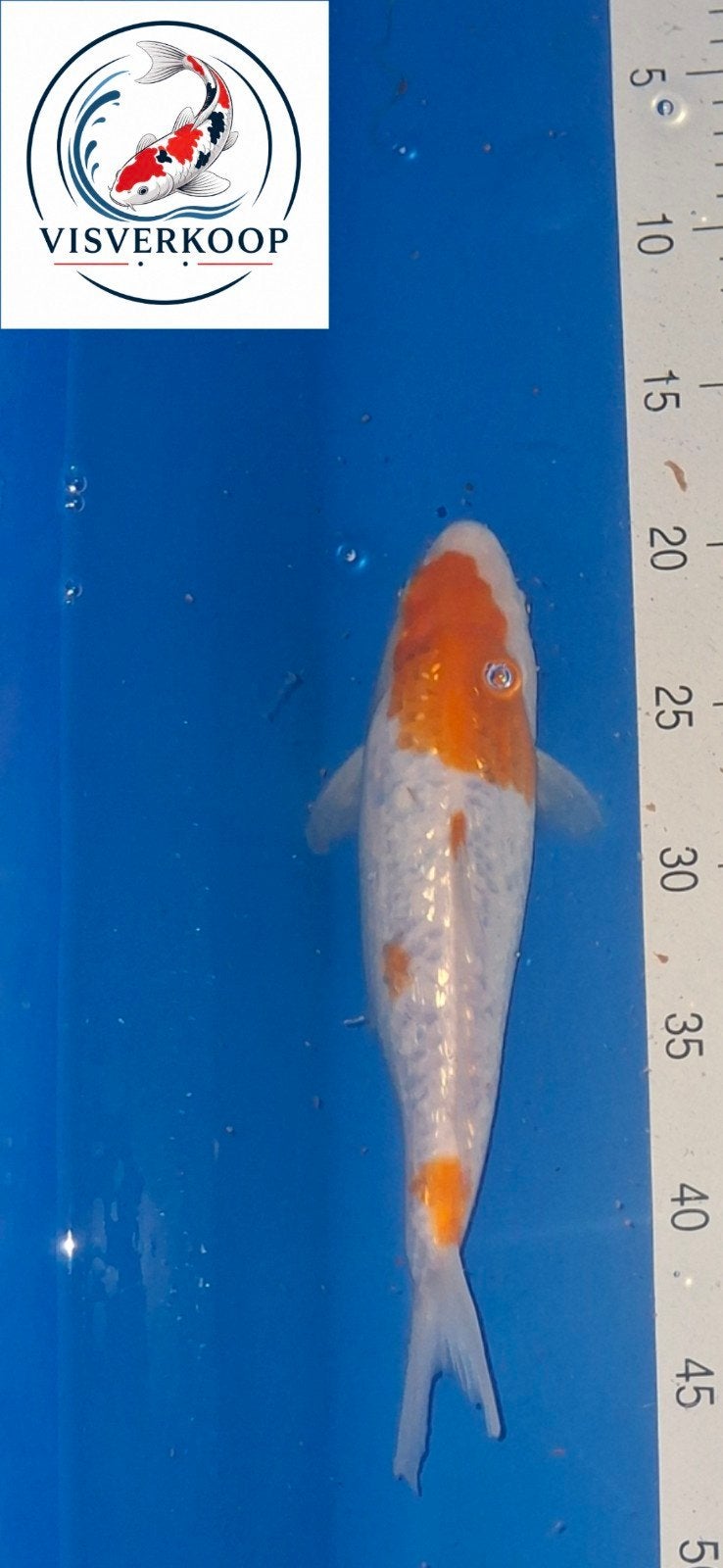 Koi Ginrin Hariwake., Karper of Koi