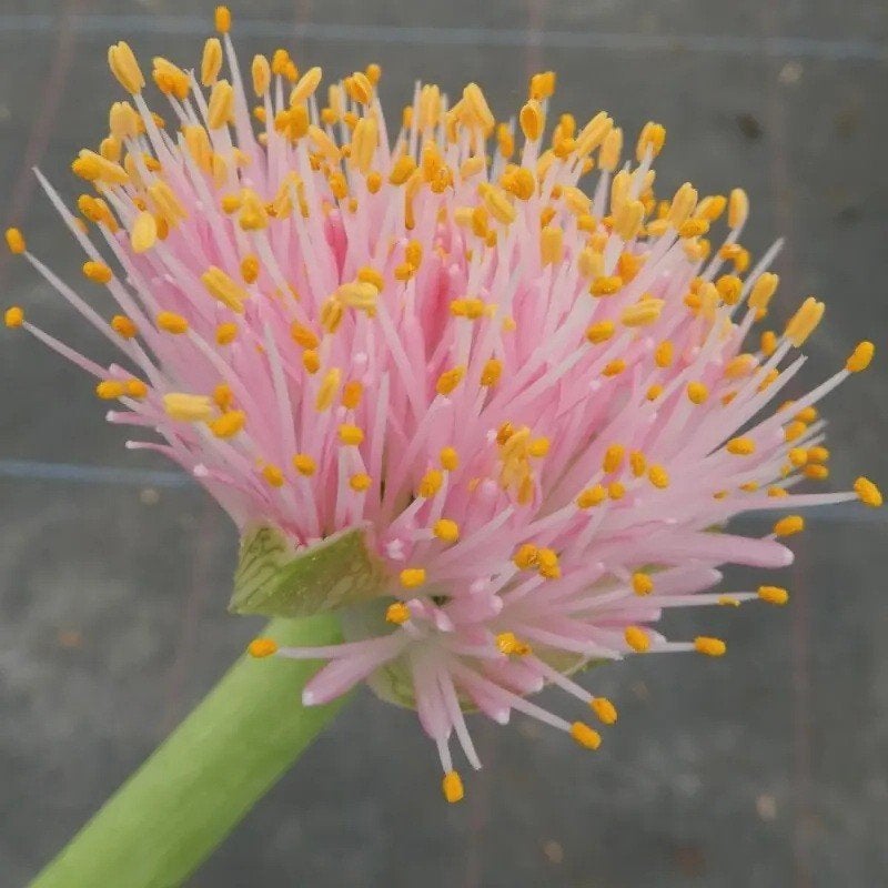 Haemanthus, een prachtig roze poederkwast plant., Bloeiende kamerplant, Ophalen of Verzenden, Halfschaduw, Minder dan 100 cm