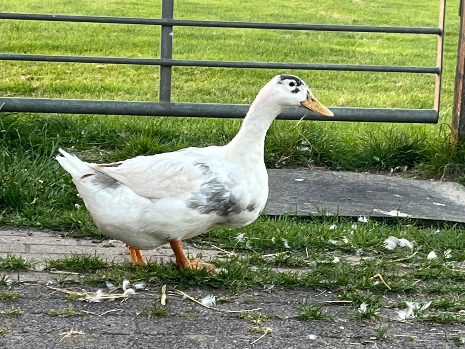 Te koop volwassen eenden, Meerdere dieren, Eend