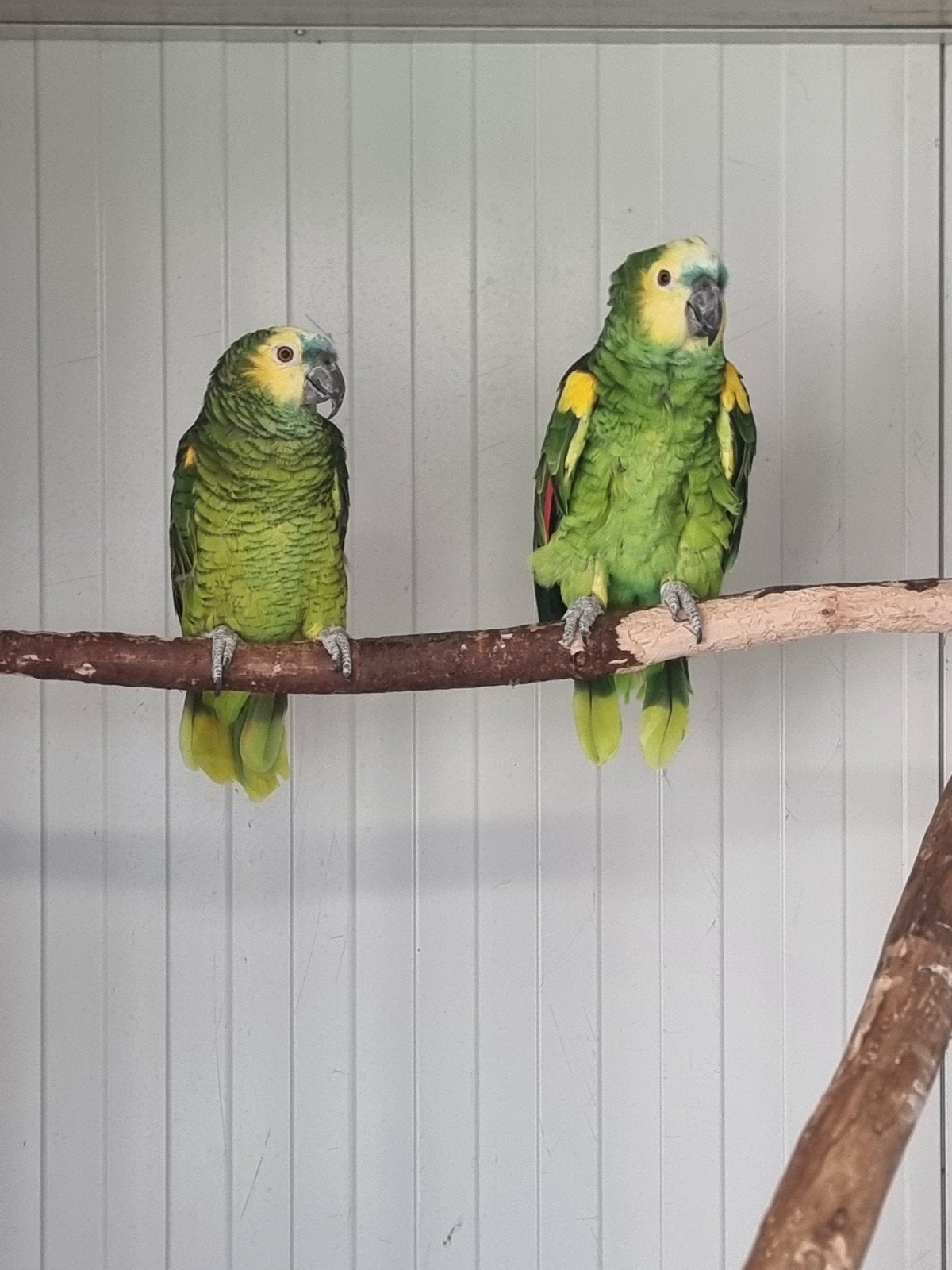 koppel blauwvoorhoofd amazones, Dieren en Toebehoren