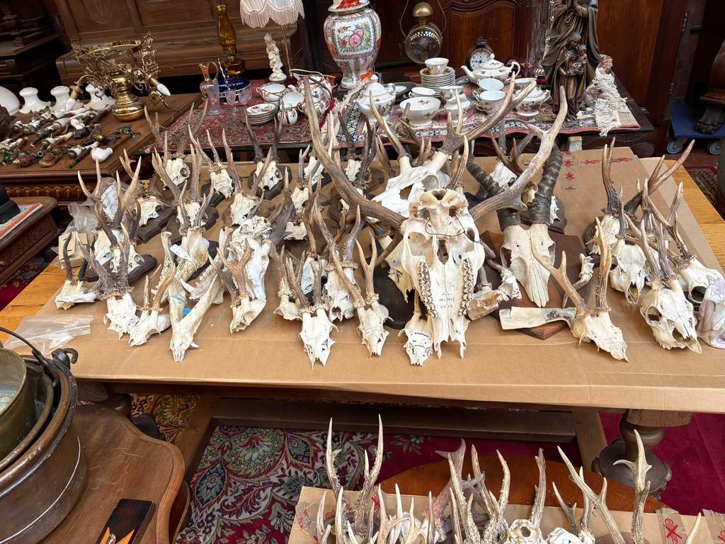 Hertenkoppen met Gewei - Decoratieve Jacht Trofeeën, Ophalen of Verzenden