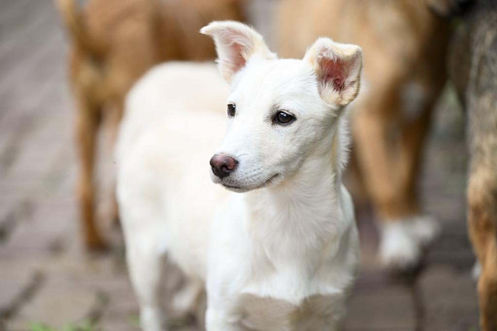 Kleine medium pup teefjes 4 maanden, Particulier, 15 weken tot 1 jaar, Buitenland, Teef