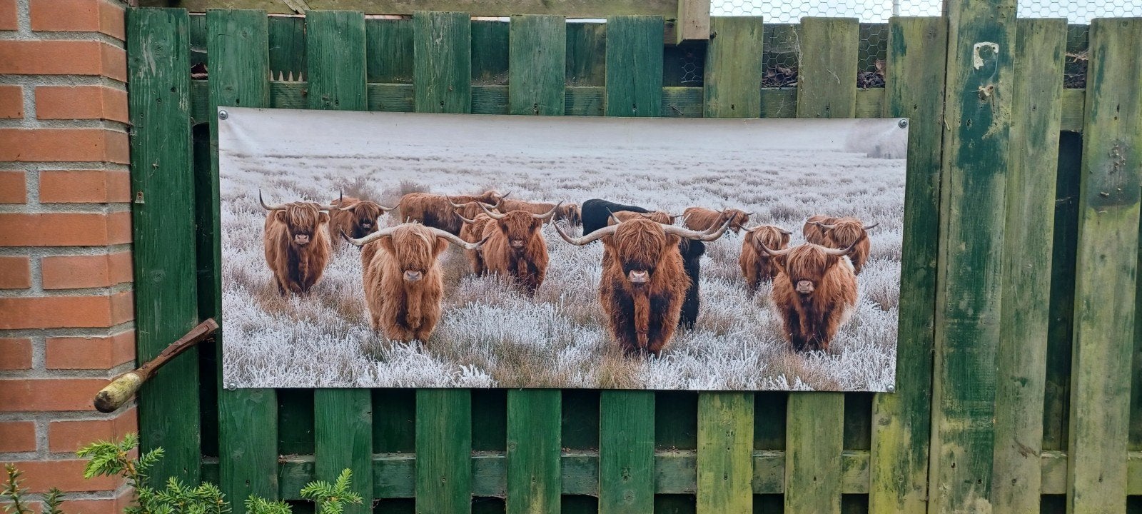 nette tuinposter (hooglanders), Ophalen