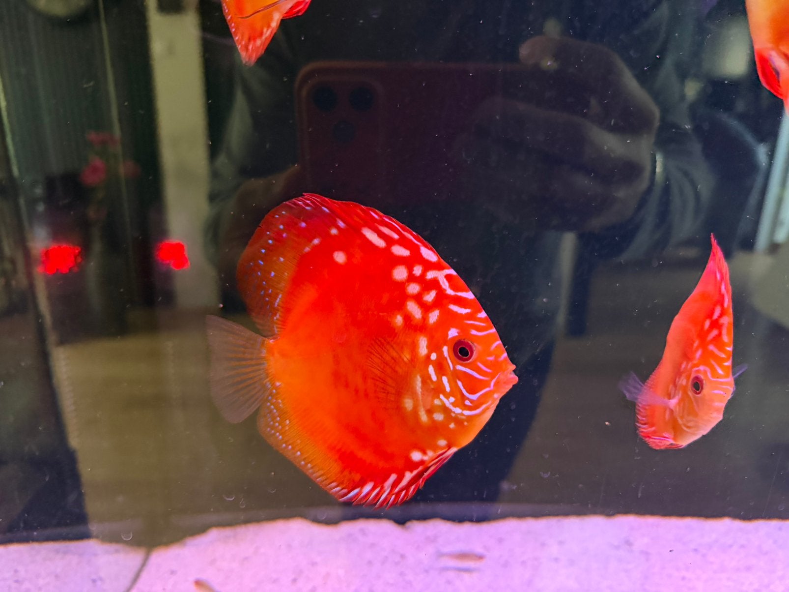 6x Europese Discus vissen (Weissflog) 7-9cm, Dieren en Toebehoren, Vis, Zoetwatervis, Schoolvis