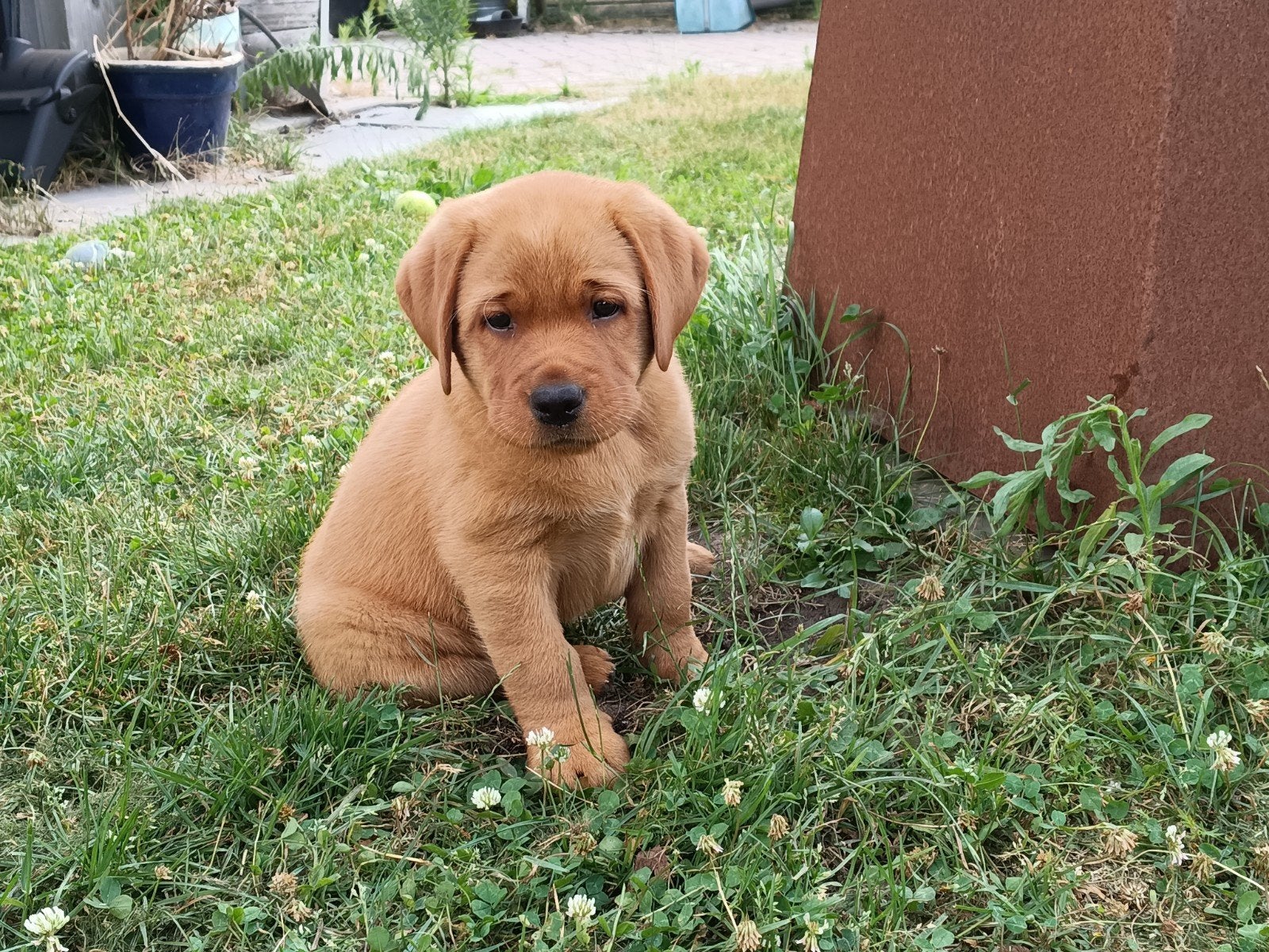Fox red/gele Labrador pups met stamboom uit de showlijn., 8 tot 15 weken, Labrador retriever, Meerdere, Meerdere dieren
