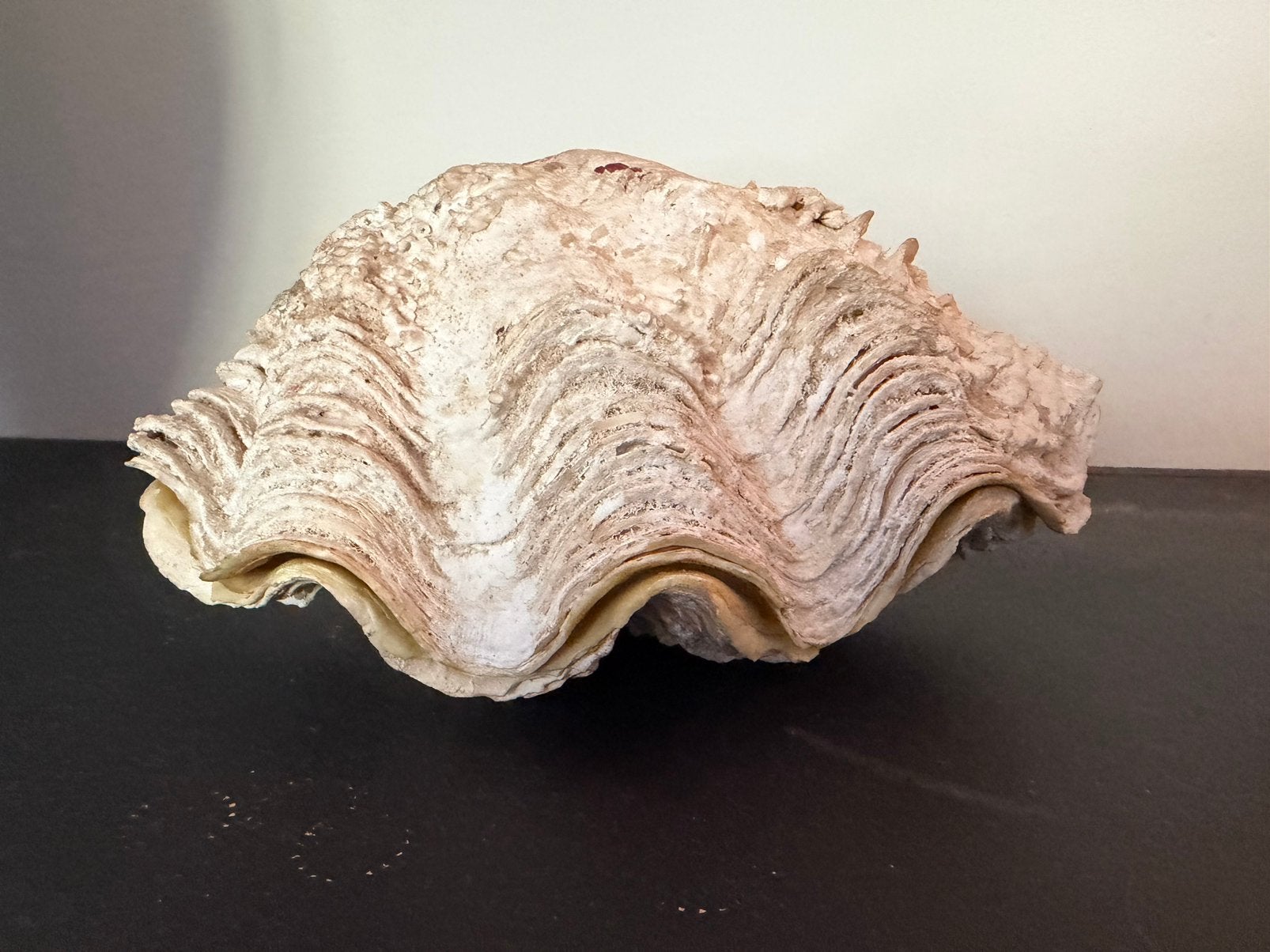Doopvont schelp, Verzamelen, Ophalen of Verzenden, Schelp(en)