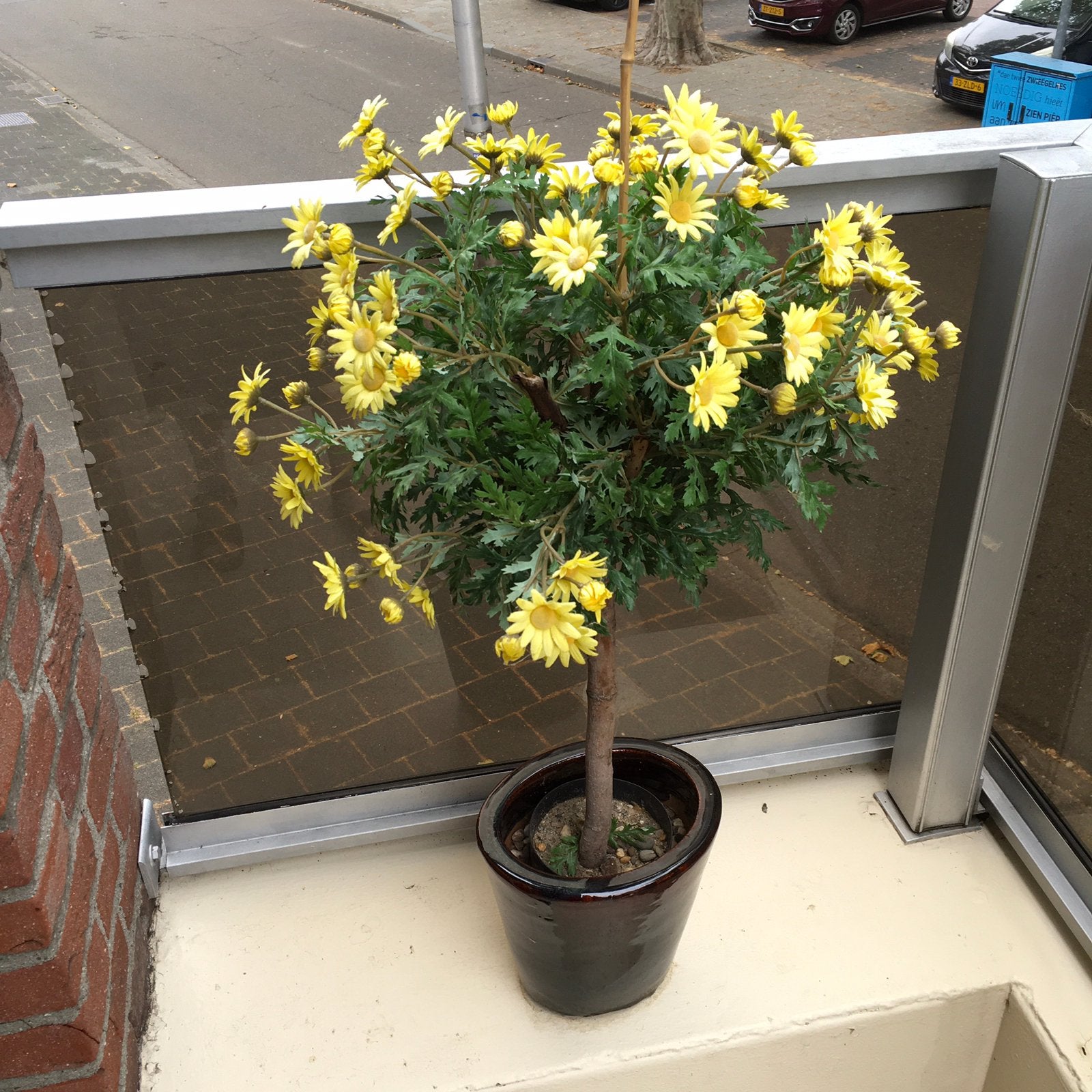Kunstbloem plant geel, Ophalen, Volle zon, Overige soorten, Minder dan 100 cm