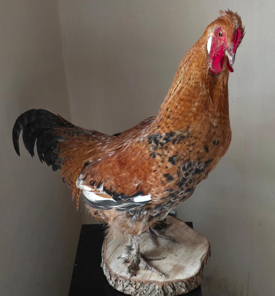 opgezette dieren en vogels: kippen, kanarie, ....., Ophalen of Verzenden, Nieuw, Vogel, Opgezet dier