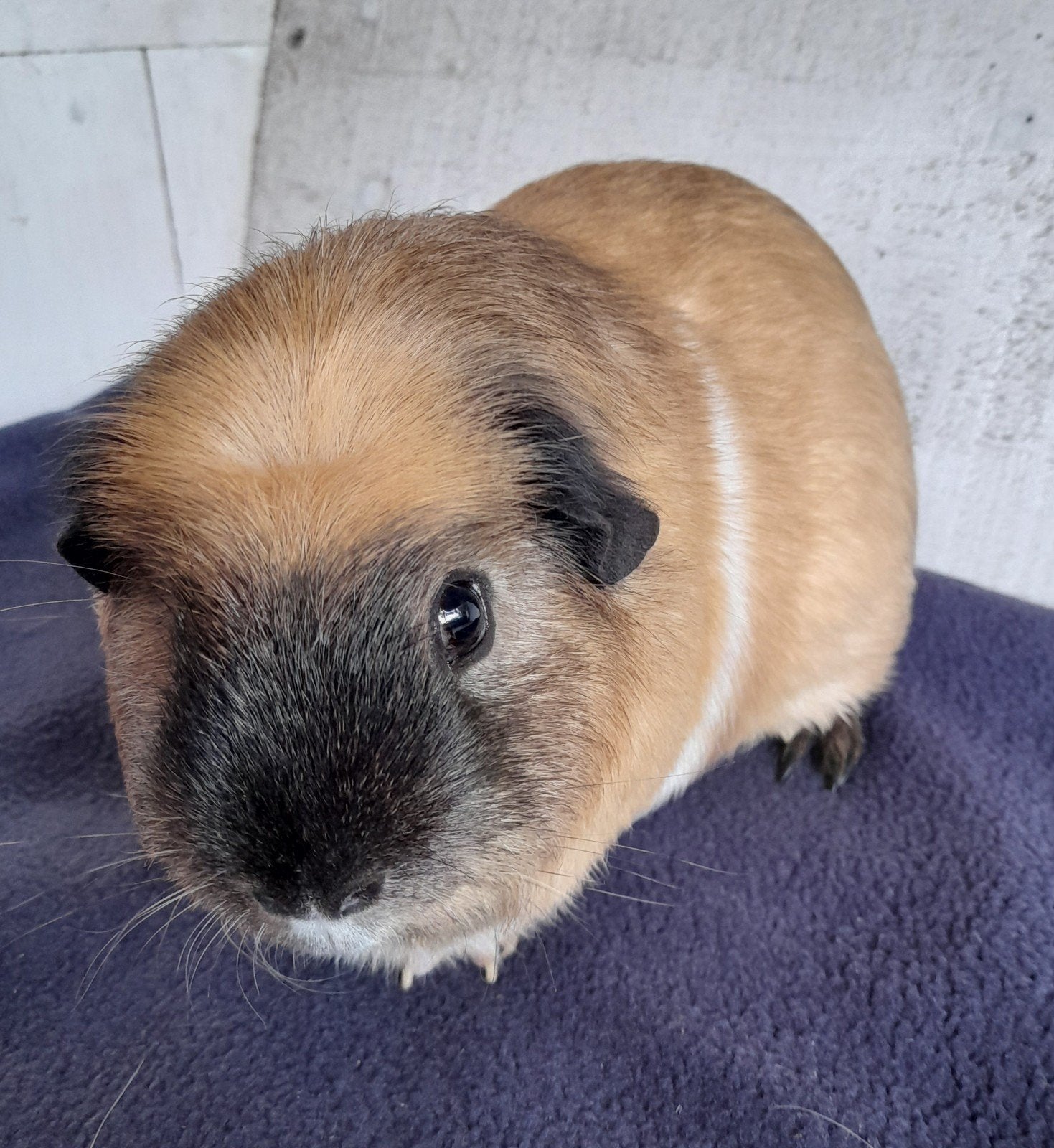 Mooie cavia,beertje,van 5-9-2025,creme california zwart, Dieren en Toebehoren, Cavia, Mannelijk, Tam, September