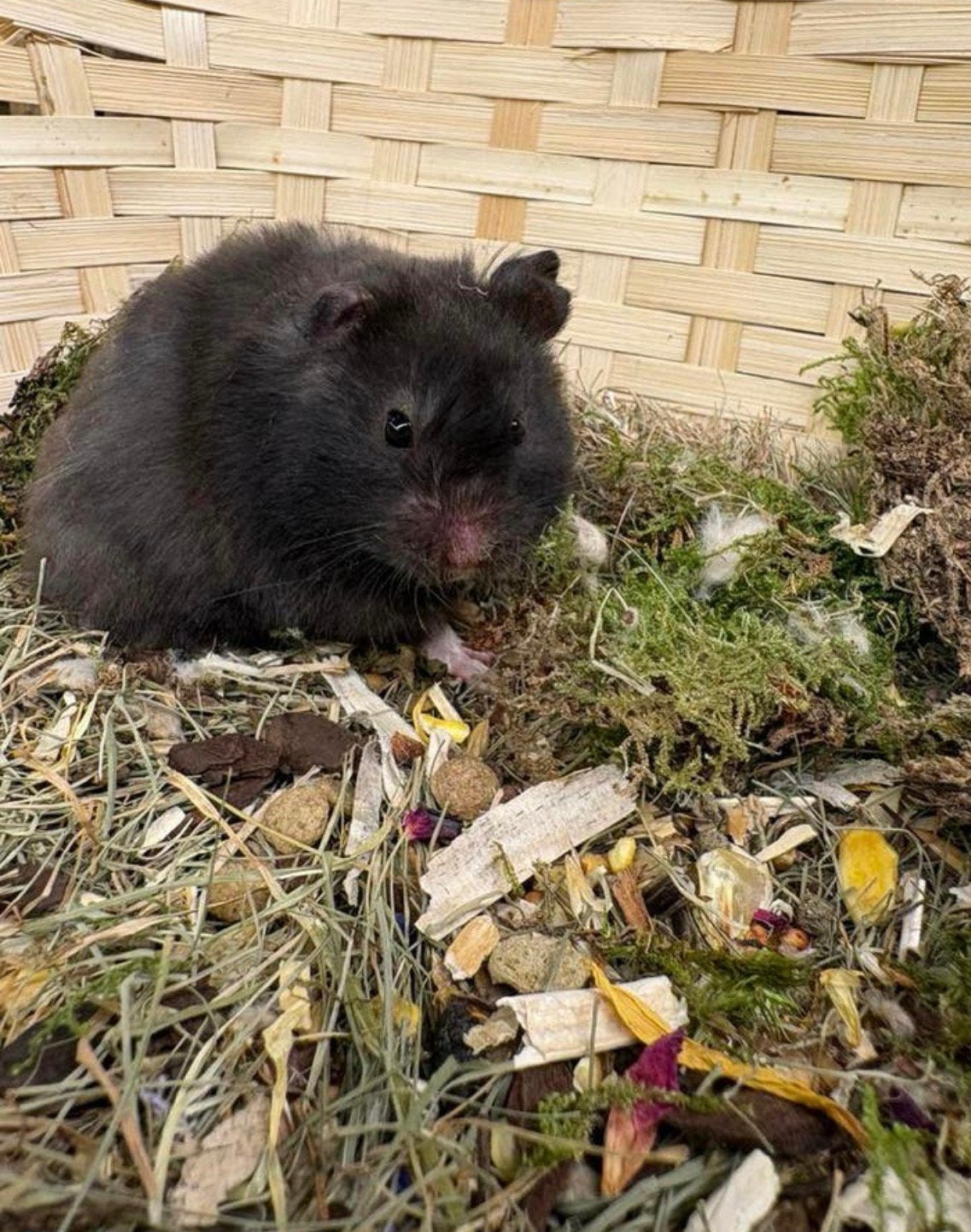 Lieve tamme teddy goudhamster Belle, zoekt een fijn huisje, Dieren en Toebehoren, Hamster, Februari, Vrouwelijk, Tam