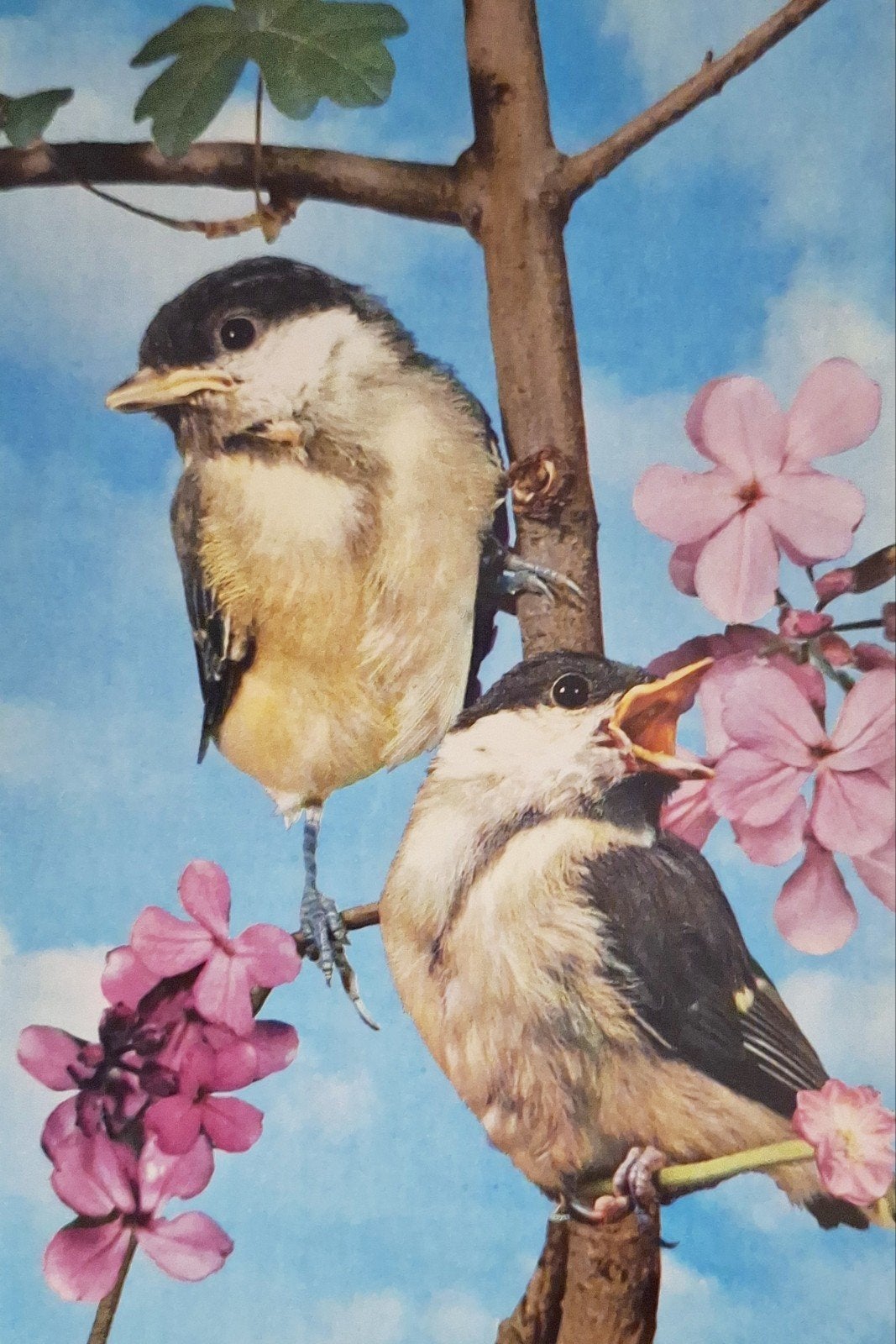 Dieren - Vogels - Amerikaanse matkop, Ophalen of Verzenden, 1960 tot 1980, Gelopen, Vogel