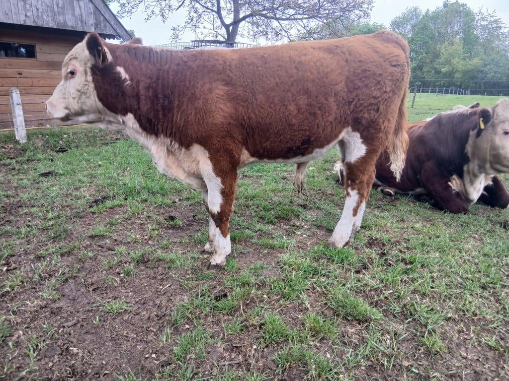 Hereford runderen, Dieren en Toebehoren, Mannelijk