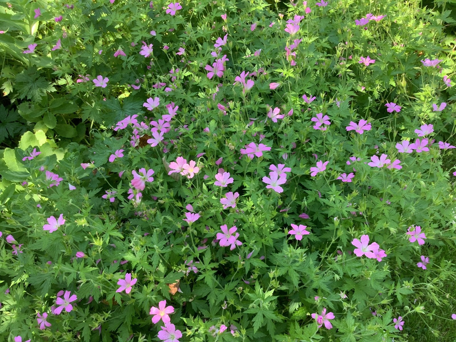 Geranium, Tuin en Terras, Ophalen, Vaste plant, Bodembedekkers, Halfschaduw