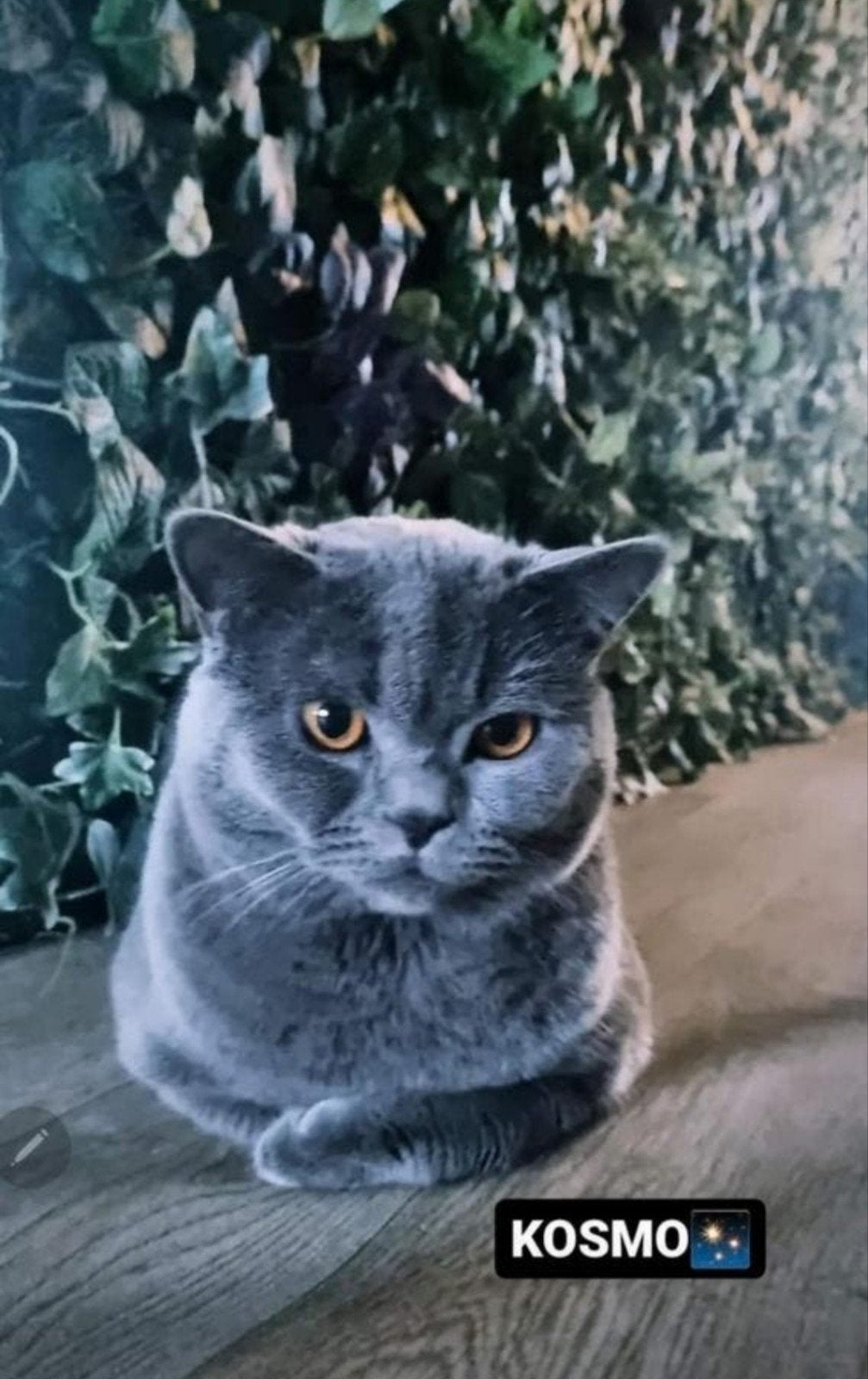 britse korthaar Dekkater, Dieren en Toebehoren, 3 tot 5 jaar