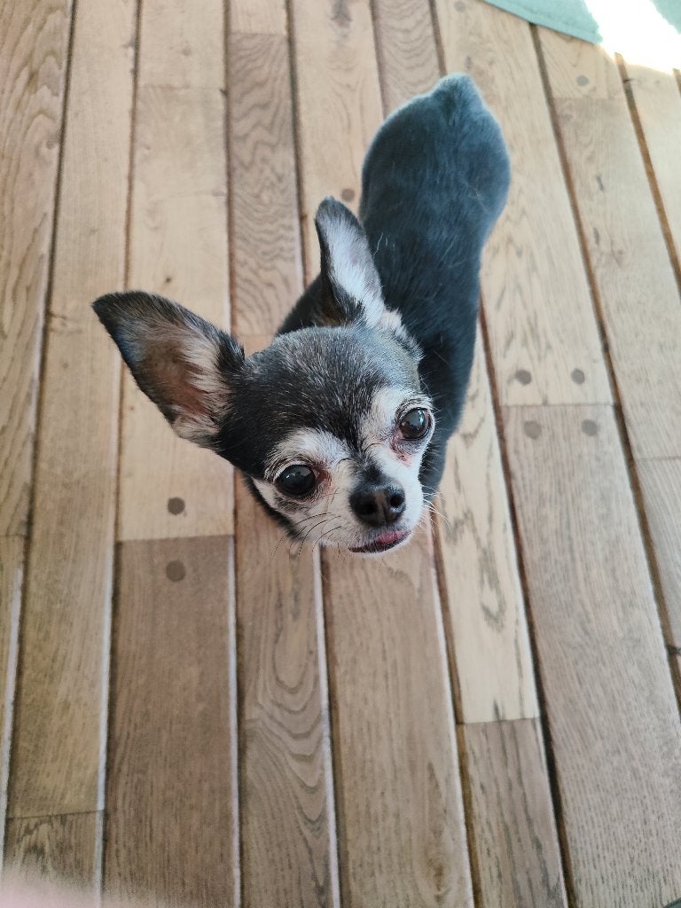 Gevraagd een mini pincher van plus minus 6 jaar, Dieren en Toebehoren, 6 jaar of ouder, Overige rassen, Geslacht onbekend, Eén hond