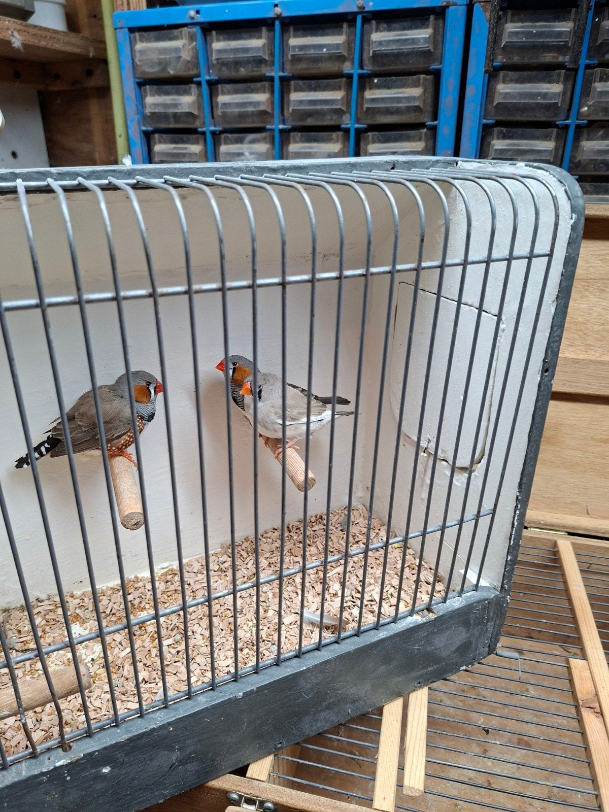 zebra vinken, Dieren en Toebehoren
