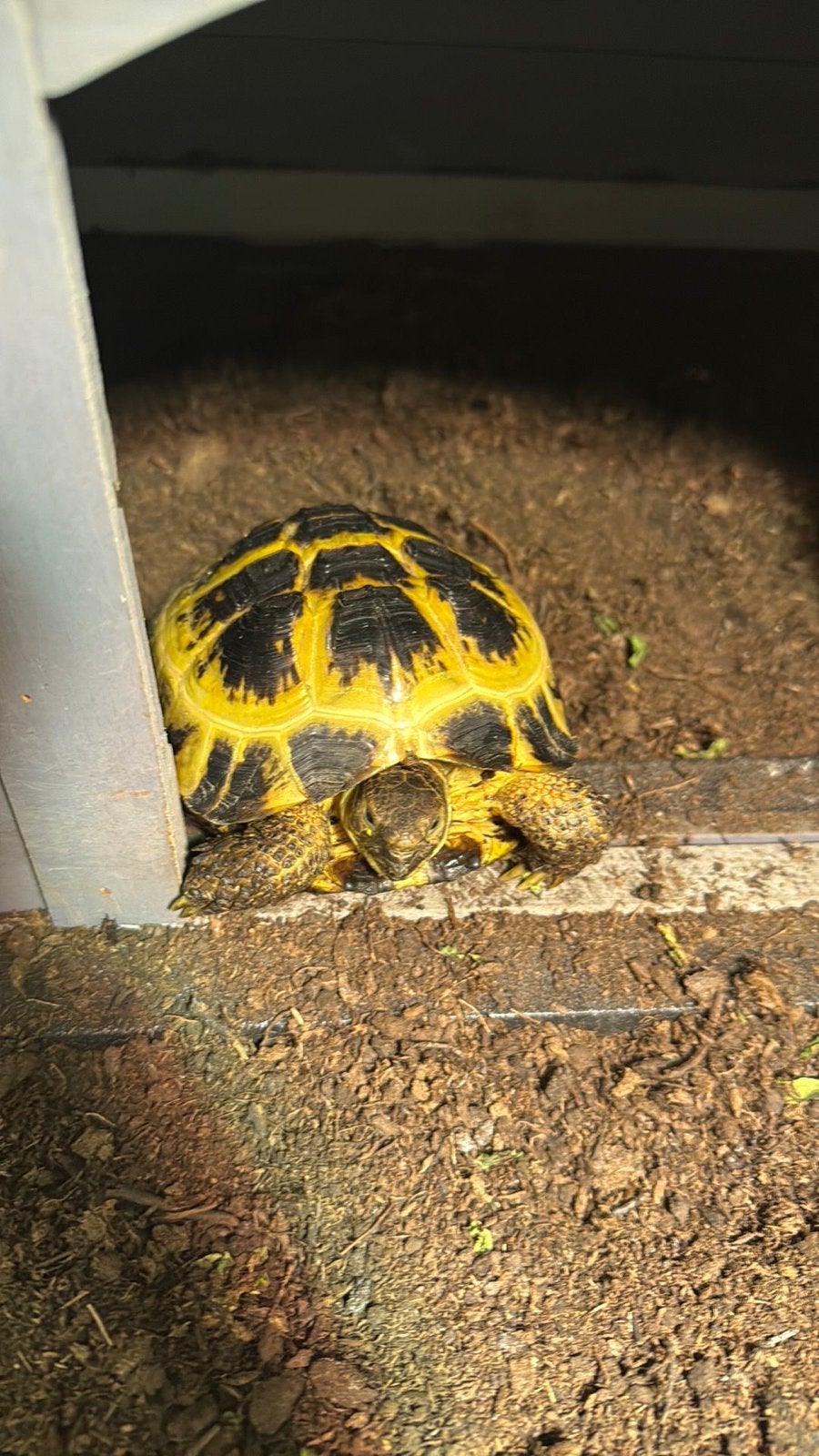 Te koop, Dieren en Toebehoren, Reptielen en Amfibieën