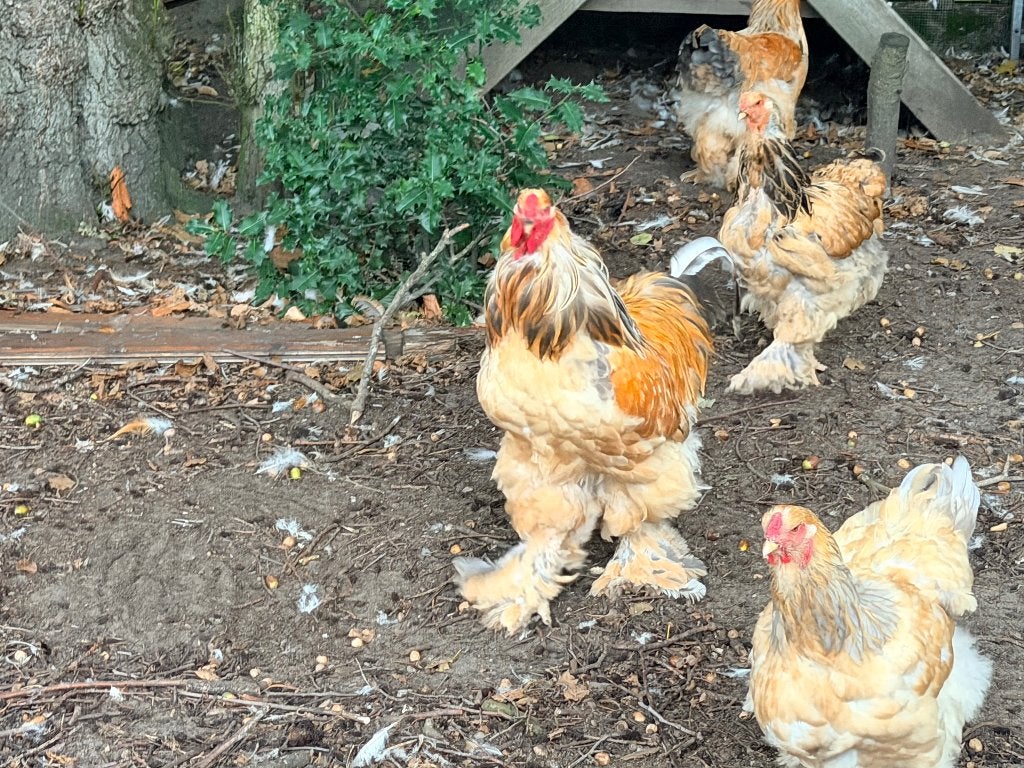 Brahma, Dieren en Toebehoren, Pluimvee, Mannelijk, Kip