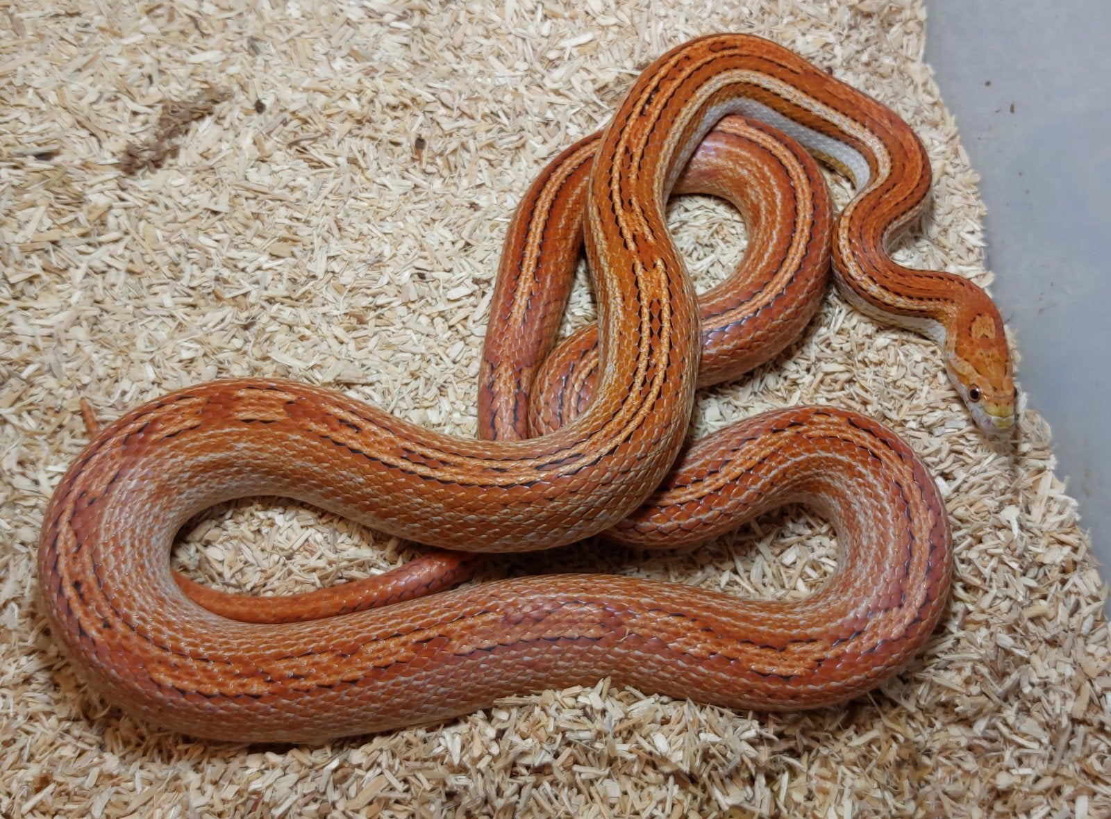 Pantherophis guttatus Rat Snake - female for sale from TKT