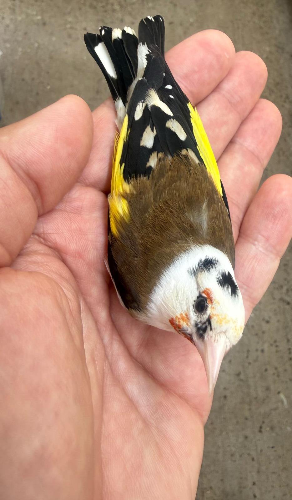 Parva Man Te Koop, Mannelijk, Wildzangvogel, Geringd