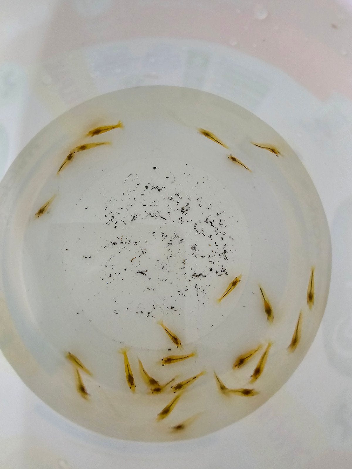 Gele garnalen, Dieren en Toebehoren, Kreeft, Krab of Garnaal