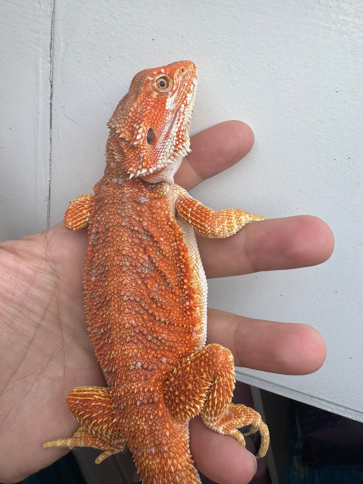 Mooi jong baardagaam mannetje Bearded Dragon photo 2