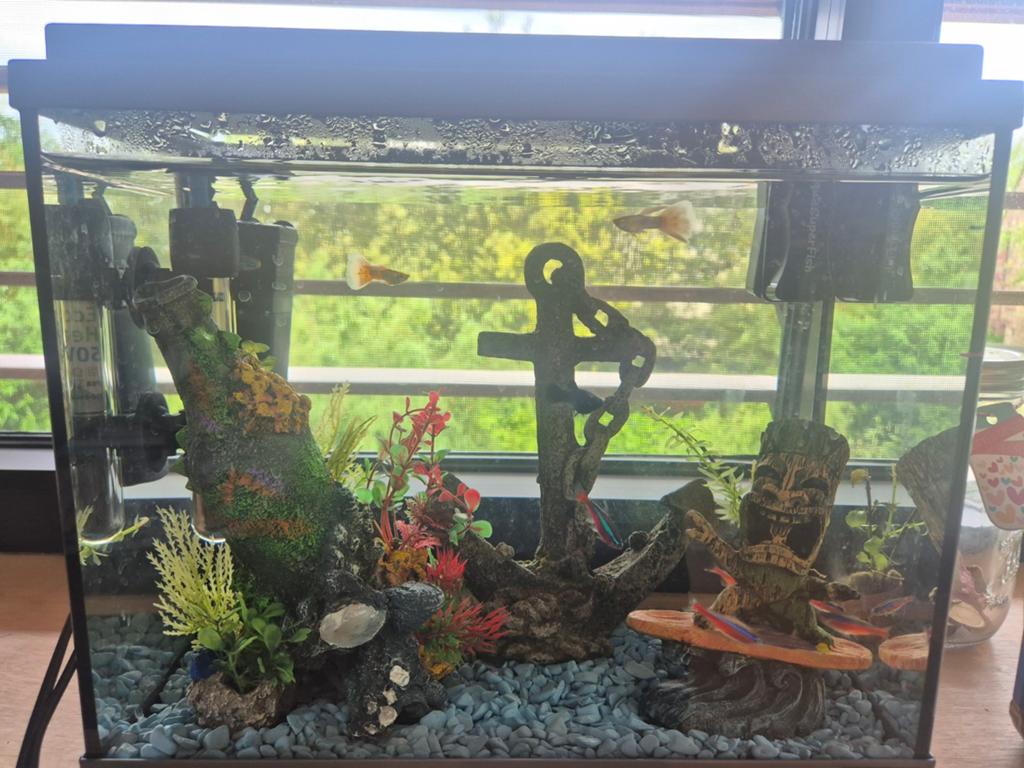 Compleet aquarium, Dieren en Toebehoren, Ophalen of Verzenden, Zo goed als nieuw, Gevuld zoetwateraquarium