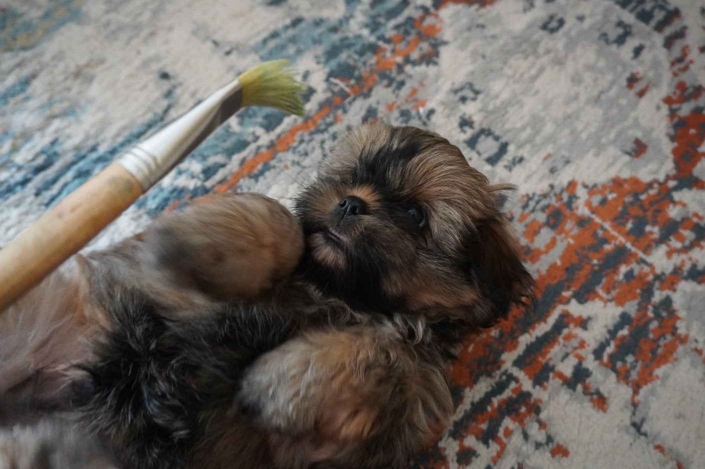 Shih Tzu x Shih Poo Puppy Reutje Gucci, Parvo, 8 tot 15 weken, Eén hond, Nederland