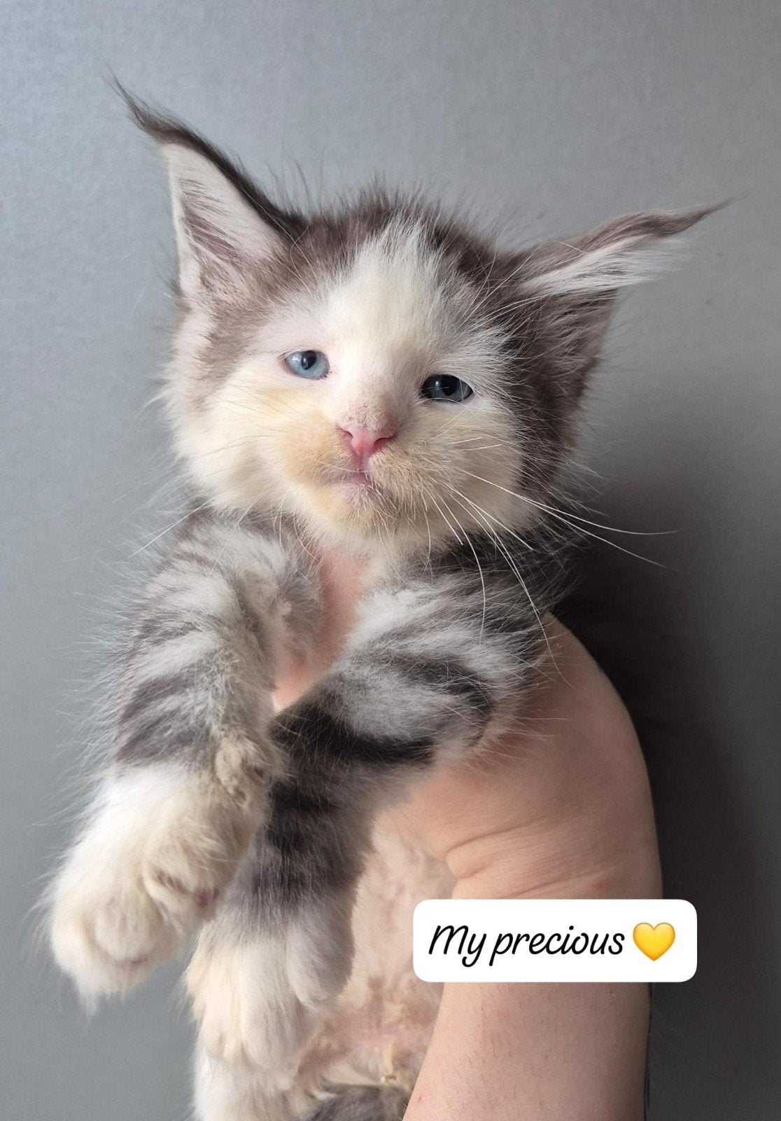 maine coon kittens met stamboom, rus shaded lijn (blauw oog), Dieren en Toebehoren, Meerdere dieren, Met stamboom, 0 tot 2 jaar