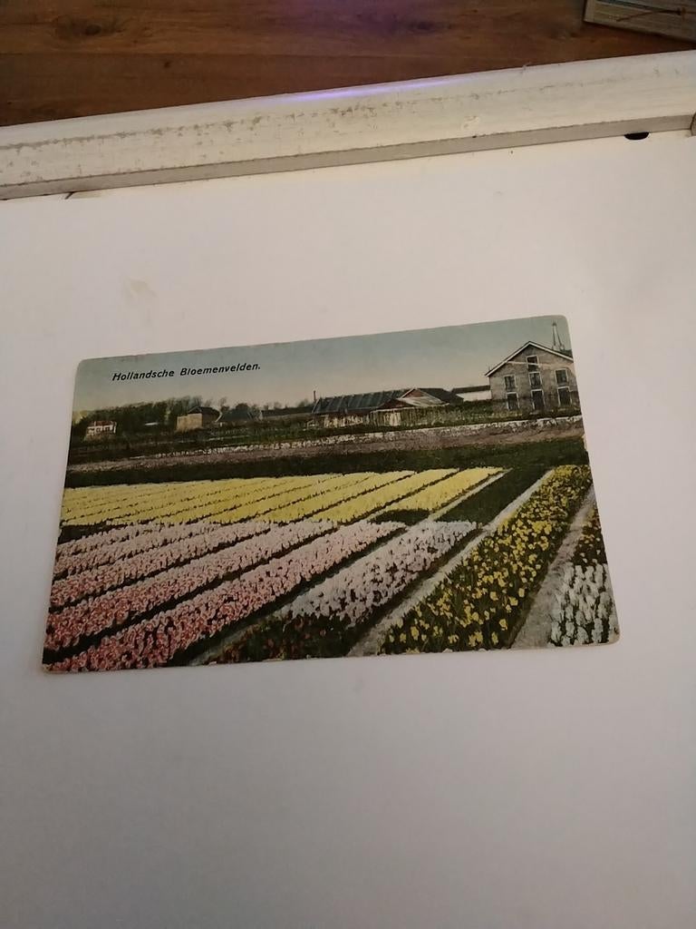 HOLLANDSCHE BLOEMENVELDEN. 1928, Ophalen of Verzenden, 1920 tot 1940, Zuid-Holland