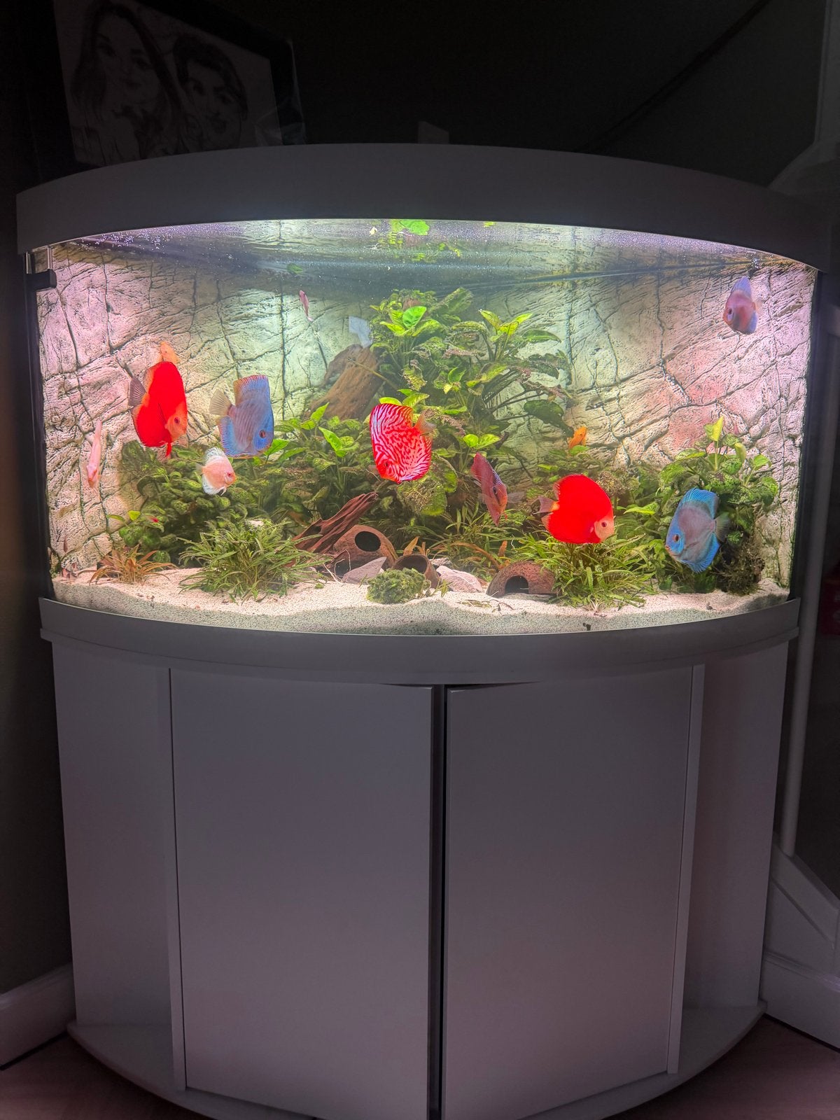 Juwel trigon 350 compleet, Dieren en Toebehoren, Vissen | Aquaria en Toebehoren, Ophalen, Zo goed als nieuw, Gevuld zoetwateraquarium