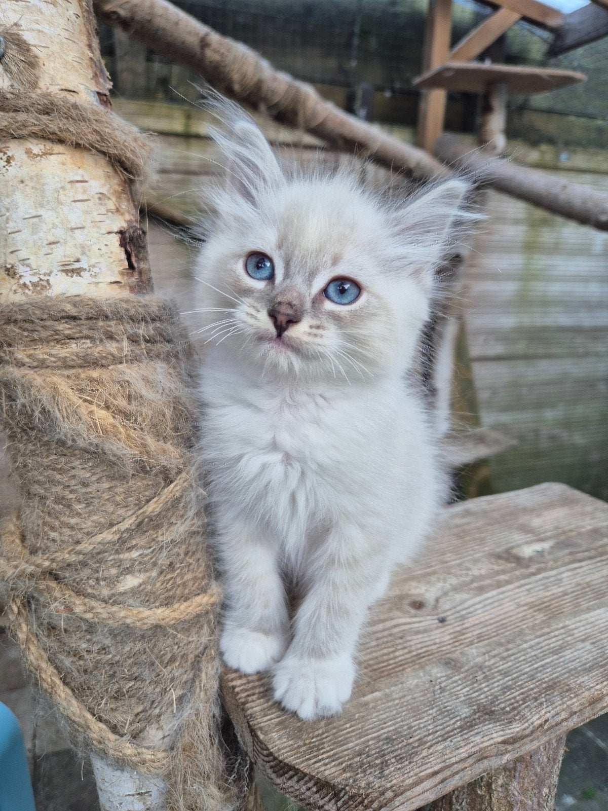 Ragdoll X  Britse langhaar kittens, Kater, Ontwormd