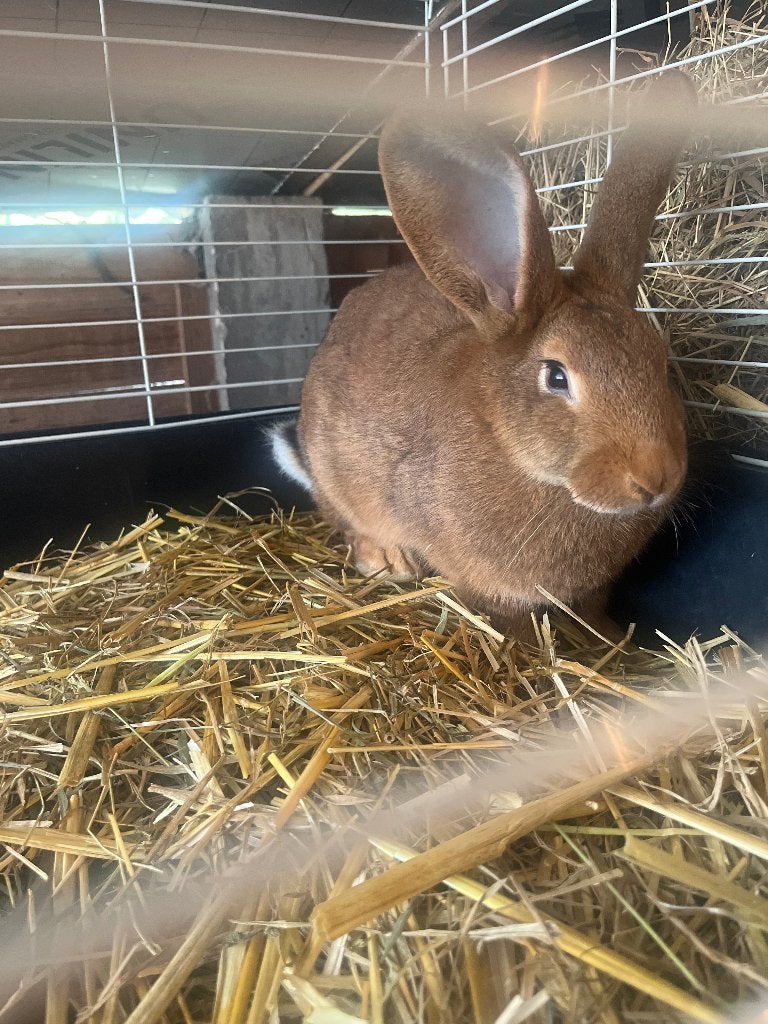 Konijnen, Meerdere dieren, Middelgroot, 0 tot 2 jaar
