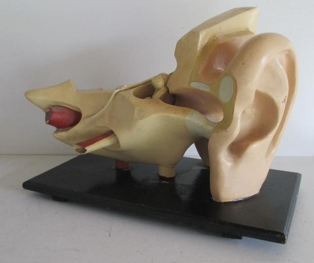 antiek anatomisch model oor met membraam 3AF, Antiek en Kunst, Verzenden
