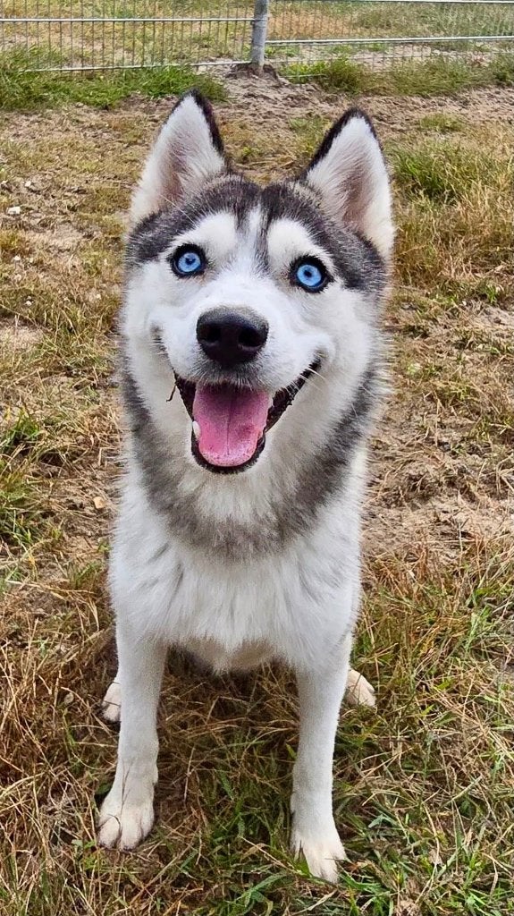 Dekreu Pomsky (niet te koop), Reu, 1 tot 2 jaar, Eén hond, Nederland