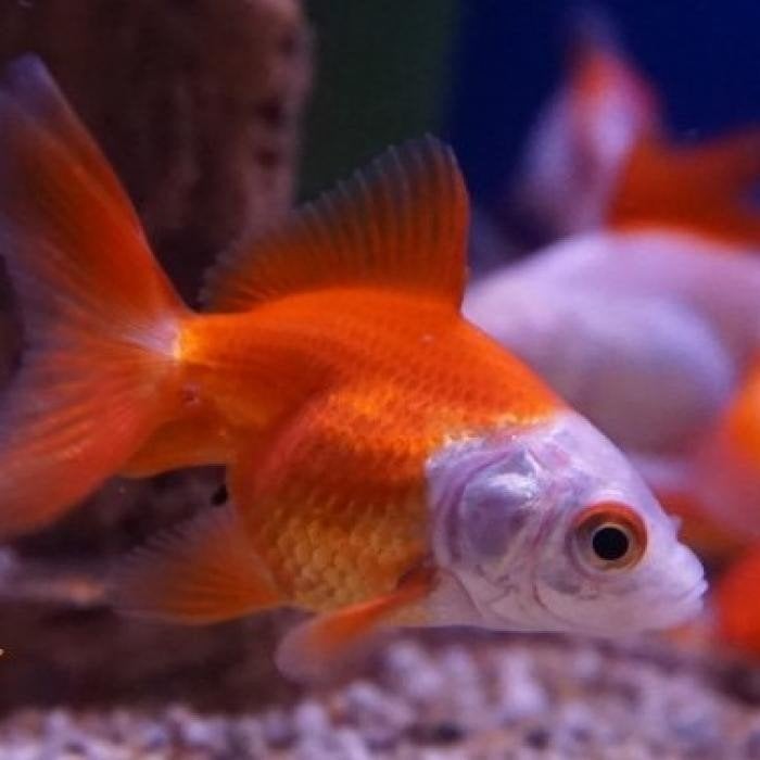 carrasius auratus, Vis