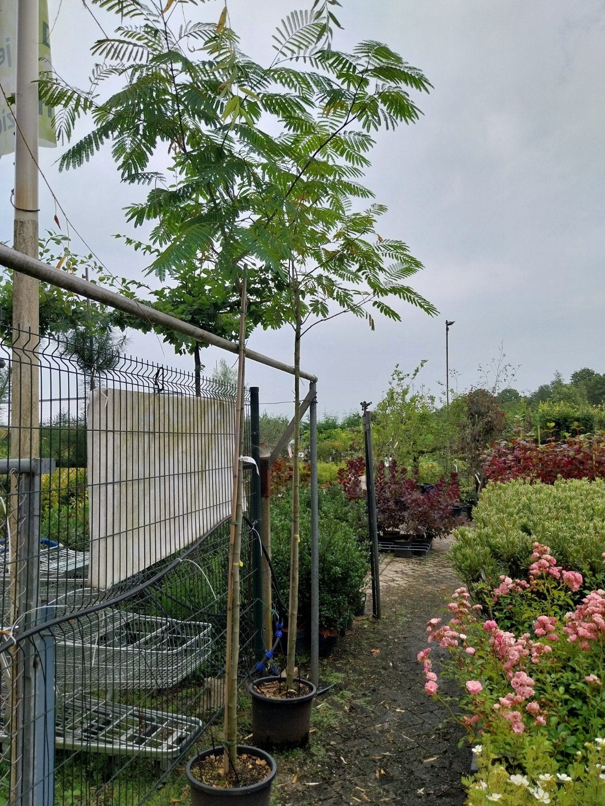 Perzische Slaapboom - Albizia Julibrissin, Ophalen, In pot, Volle zon, Overige soorten