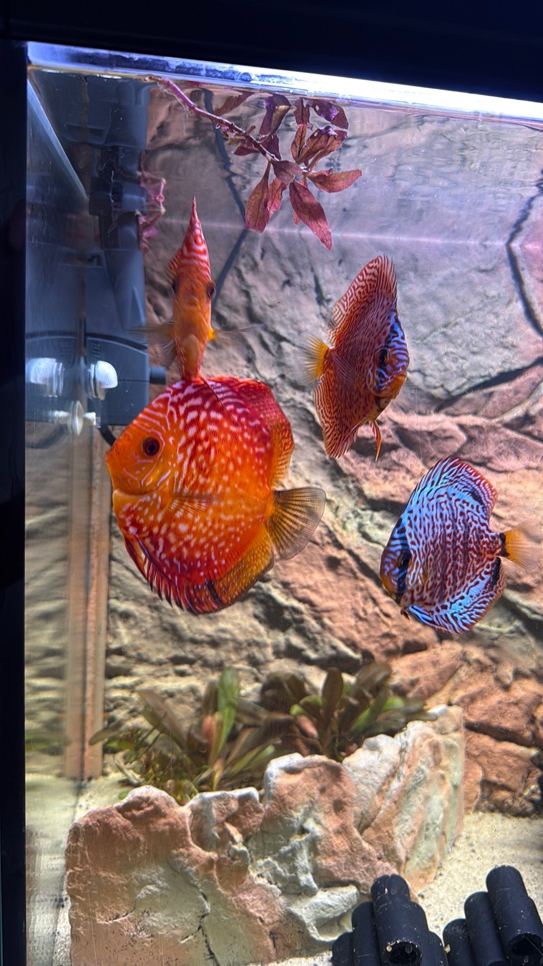 Gezocht: Aquariumspullen, Dieren en Toebehoren, Ophalen, Zo goed als nieuw