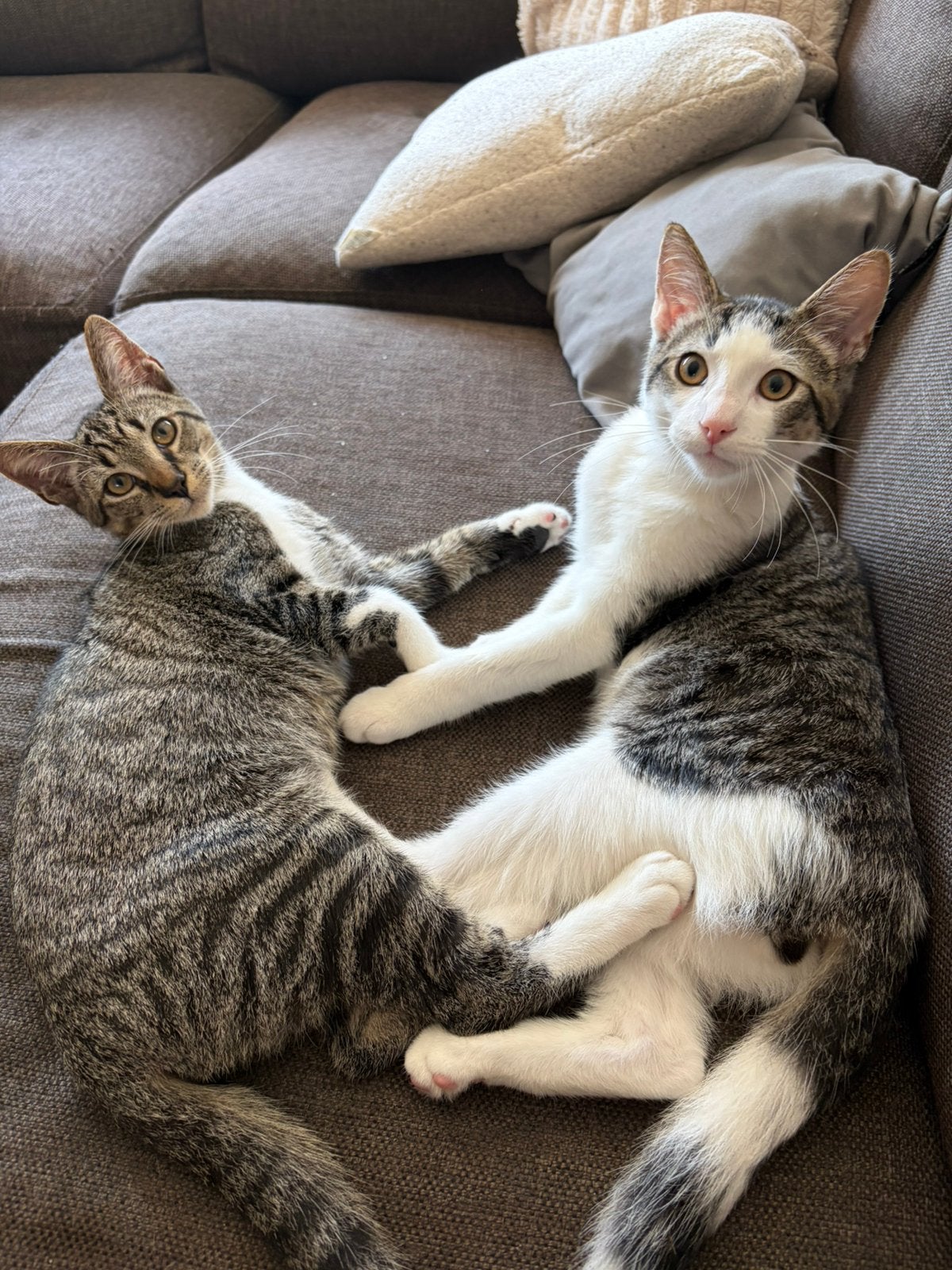 2 kittens (broertjes) 6 mnd oud, Kater