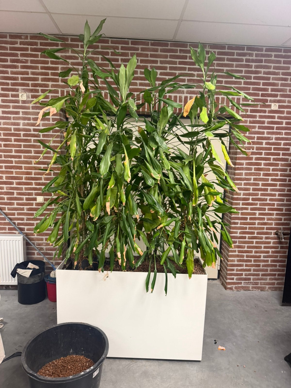 4 mooie Dracaena’s (drakenbomen)., Ophalen, Volle zon, Overige soorten, 100 tot 250 cm