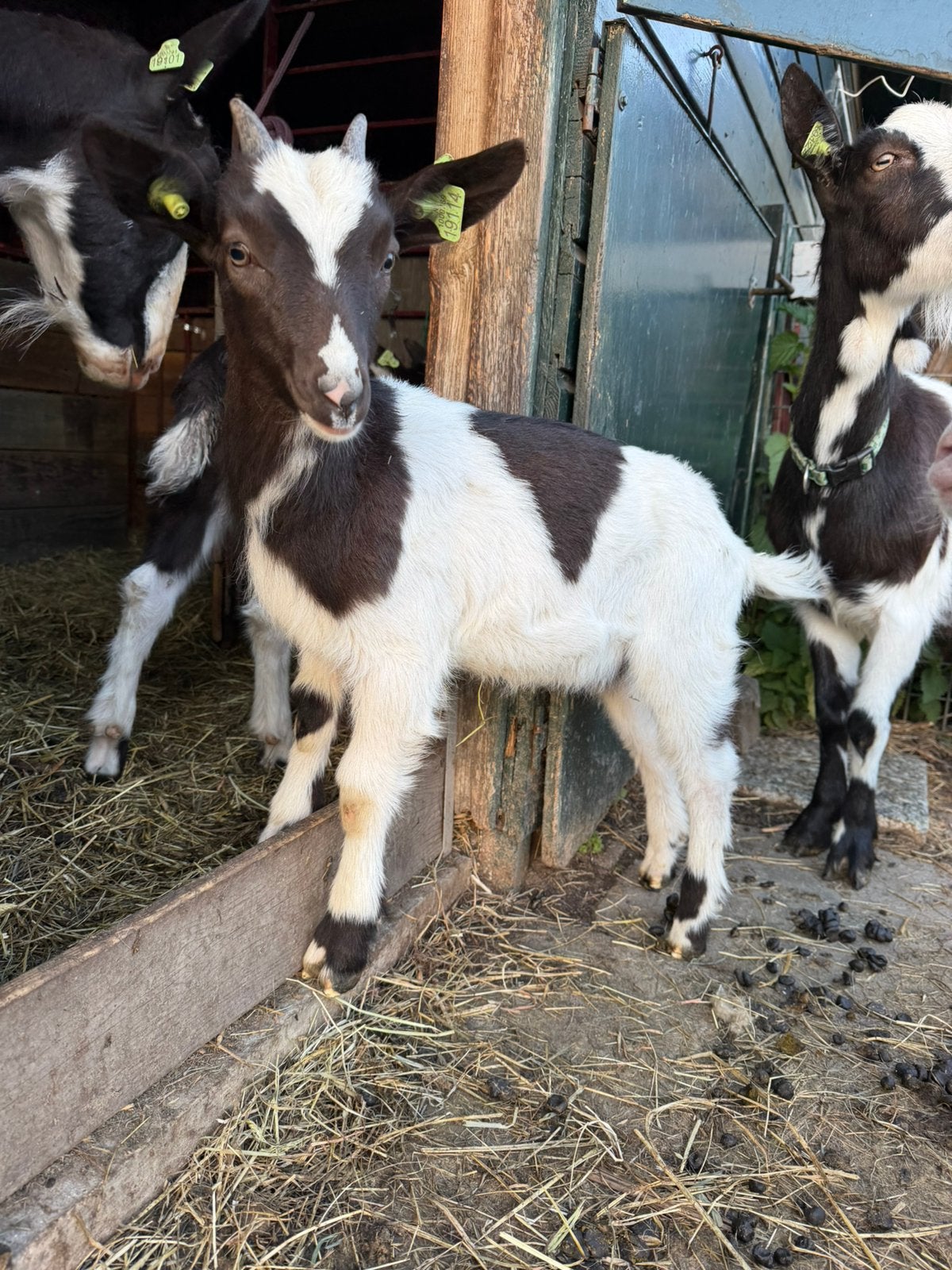 2 bonte melkgeit lammeren, Dieren en Toebehoren, Schapen, Geiten en Varkens, Vrouwelijk, Geit, 0 tot 2 jaar