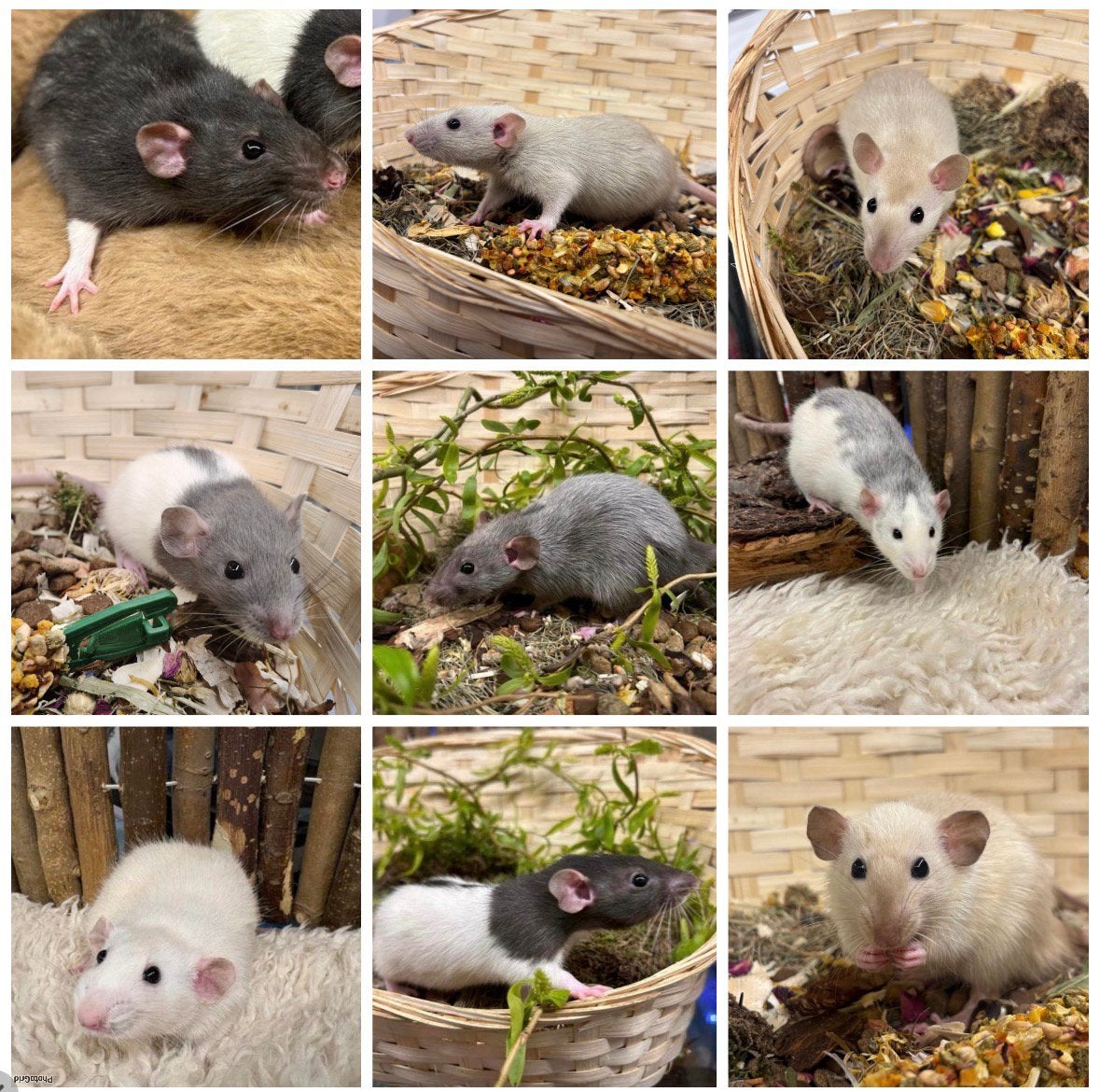 Jonge sociale, tamme ratten ( man , dumbo, van de fokker), Rat, April, Mannelijk, Tam