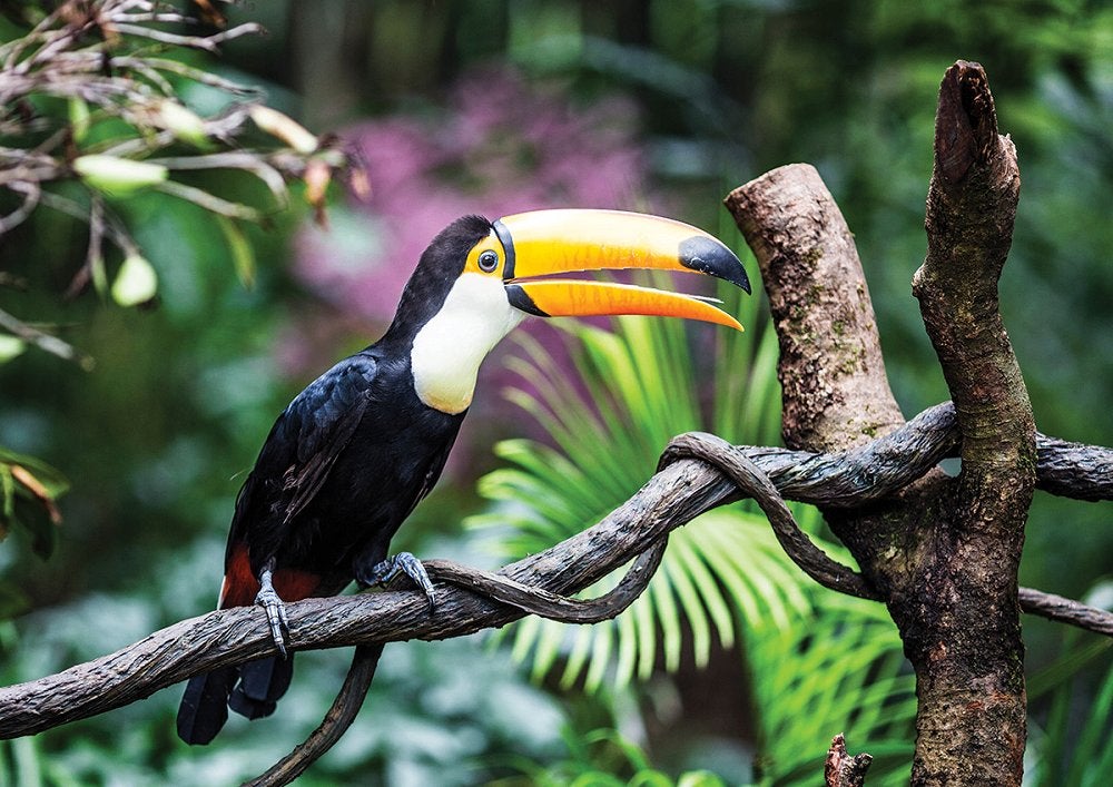 Toekan fotobehang, Vogel vlies behang, Jungle, Muurdeco4kids, Verzenden, Fotobehang